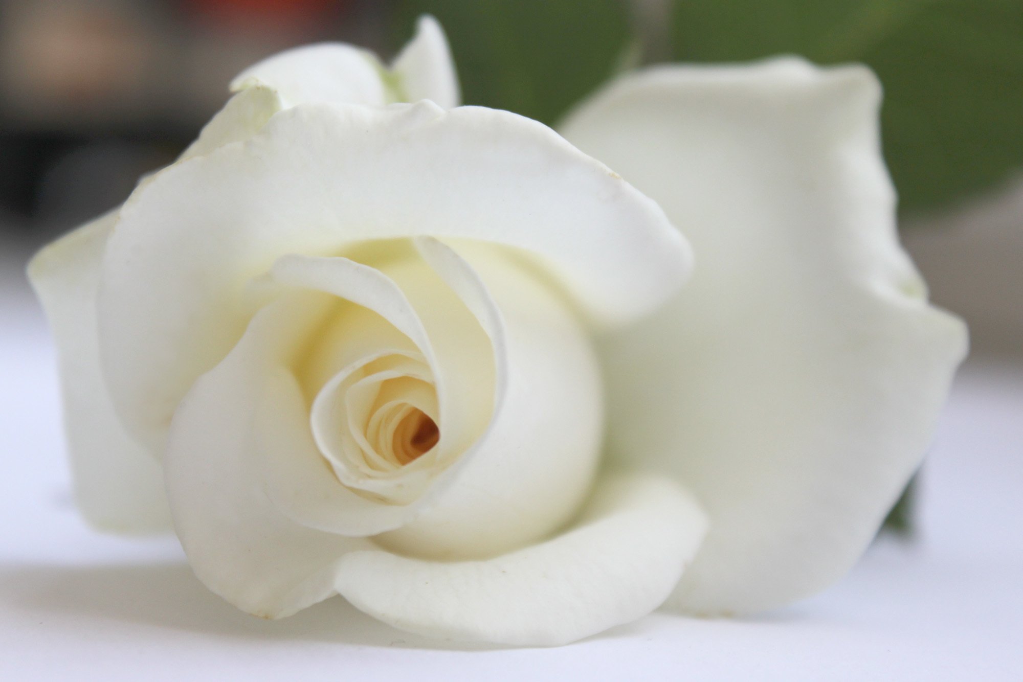 Белая фотка. Одна белая роза. Нежные белые розы. Крупные белые розы. Нежно белые розы.