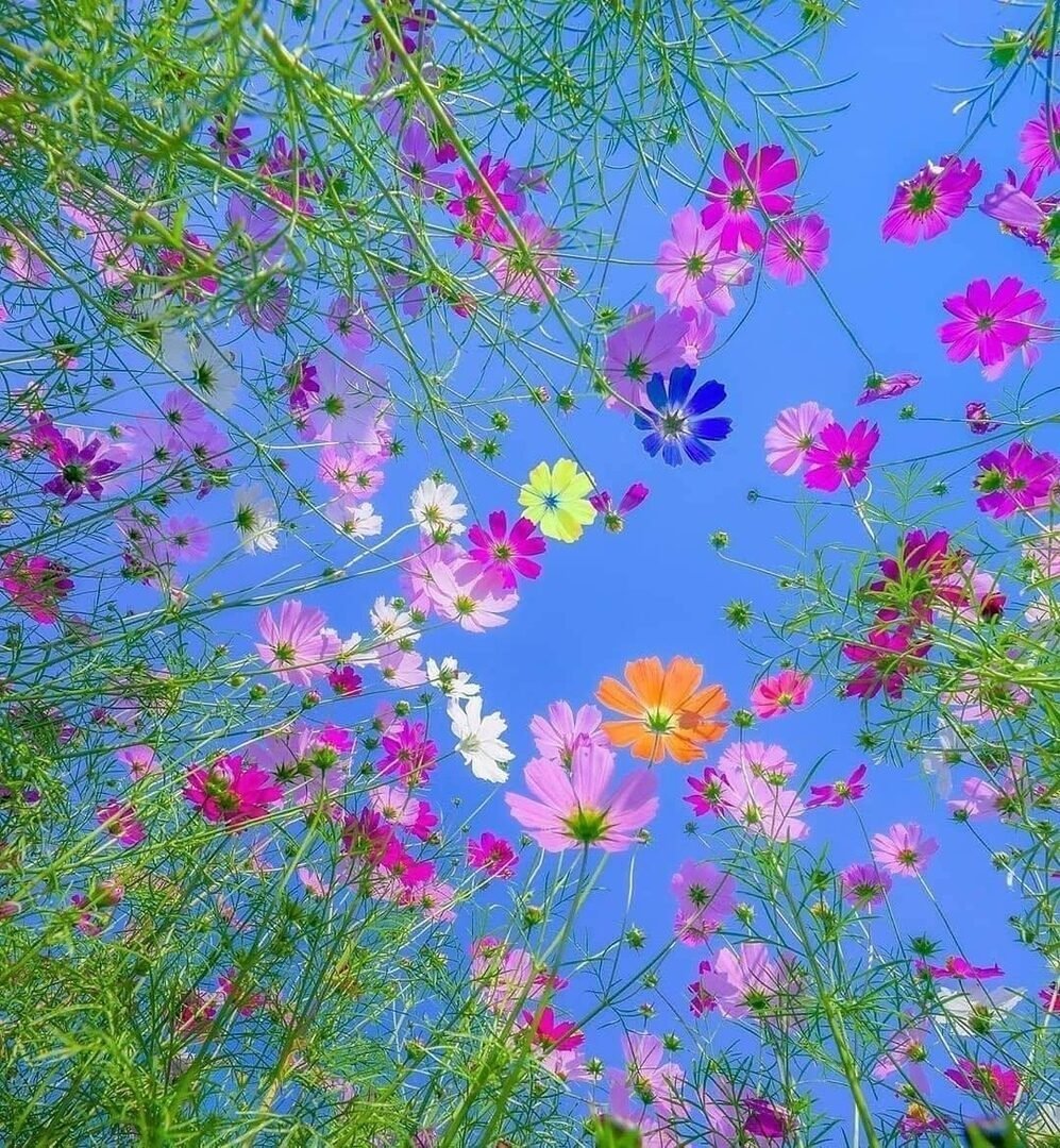 Мавританский газон цветущее лето