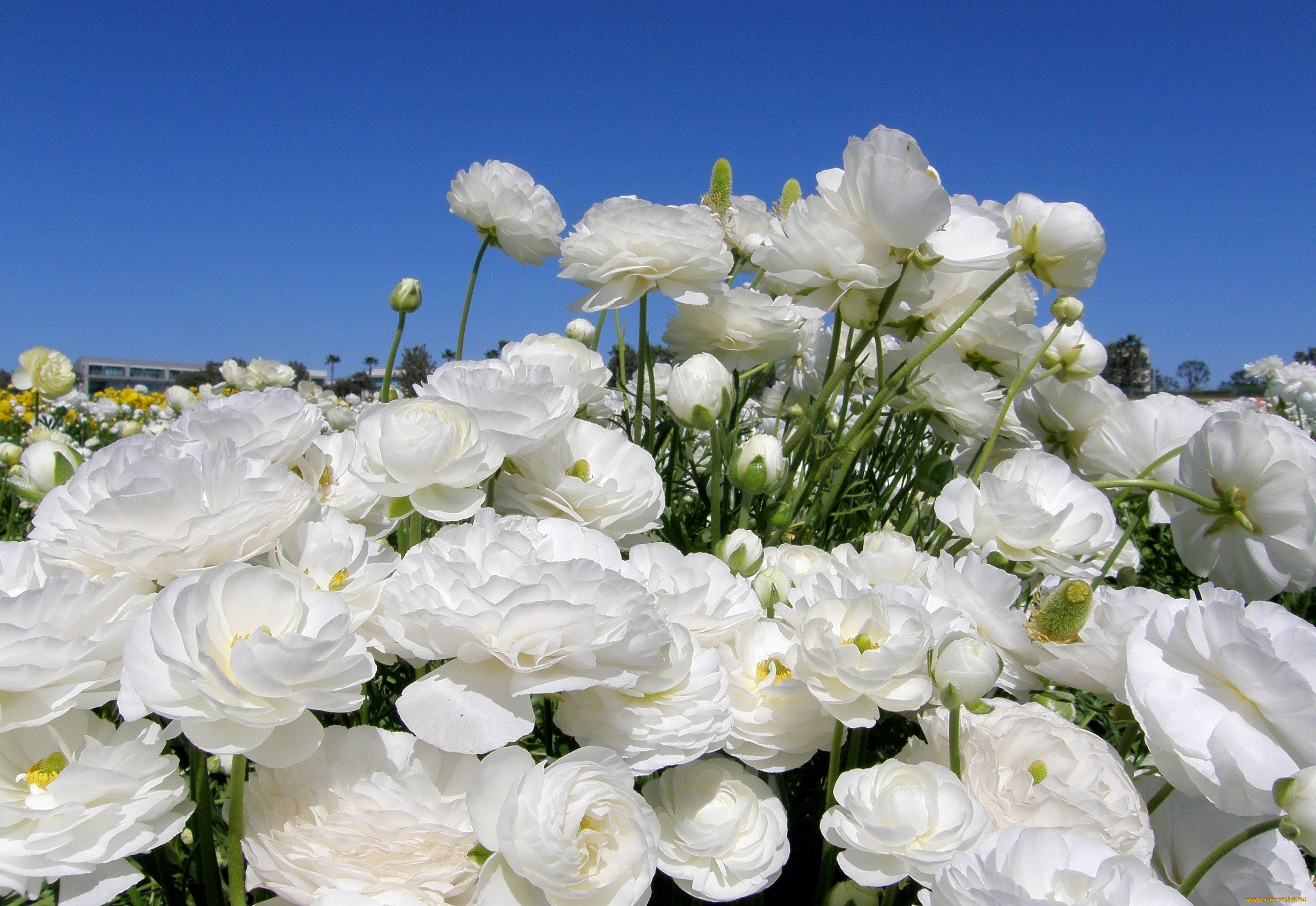 Розы бел пионы. Лютик (ранункулюс) Цветущая Долина белая f1. Ранункулюс (Лютик) белый. Ранункулюс Пикоти. Лютик азиатский белый.