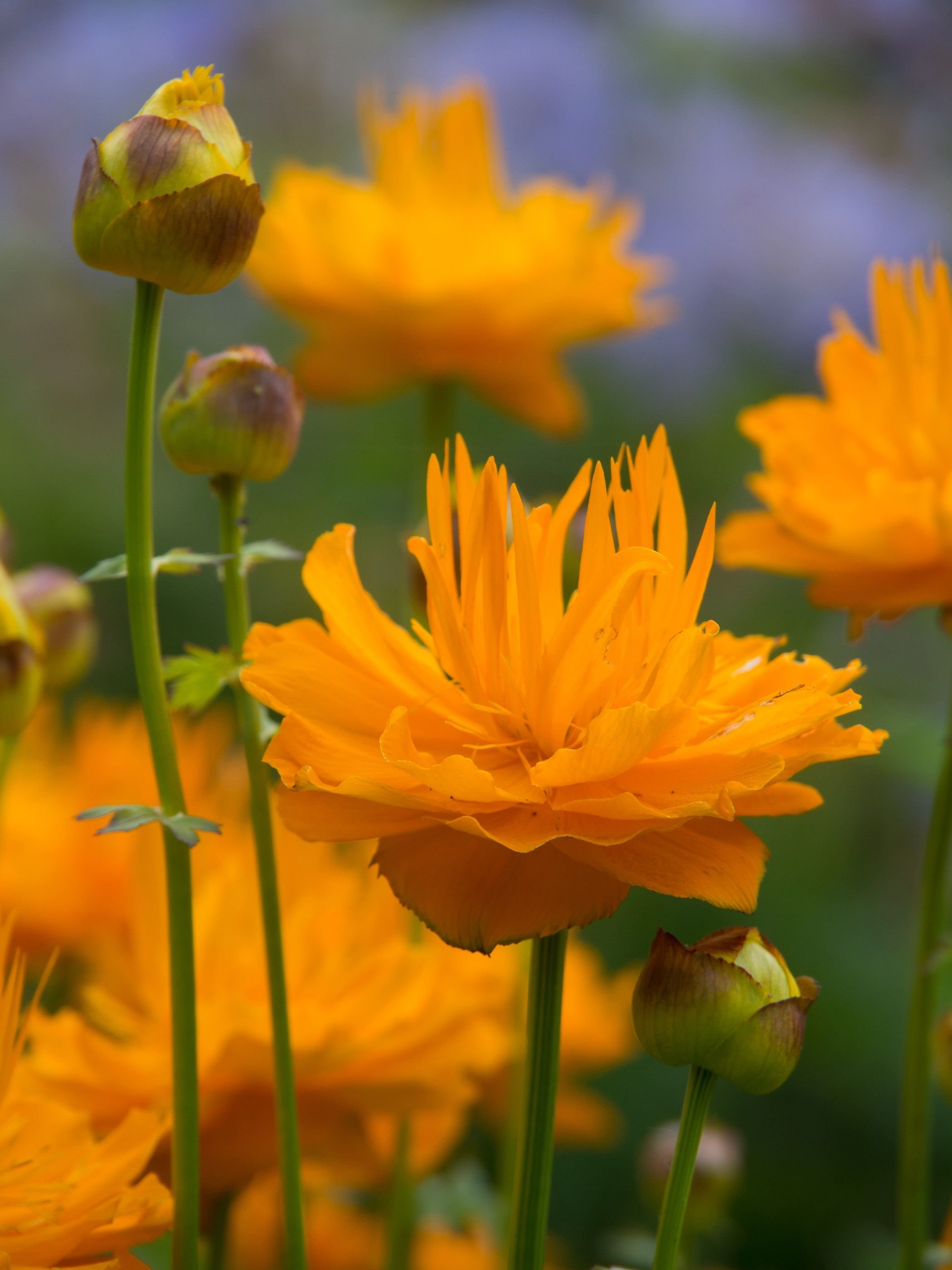 Полевые цветы (жёлтые и оранжевые)