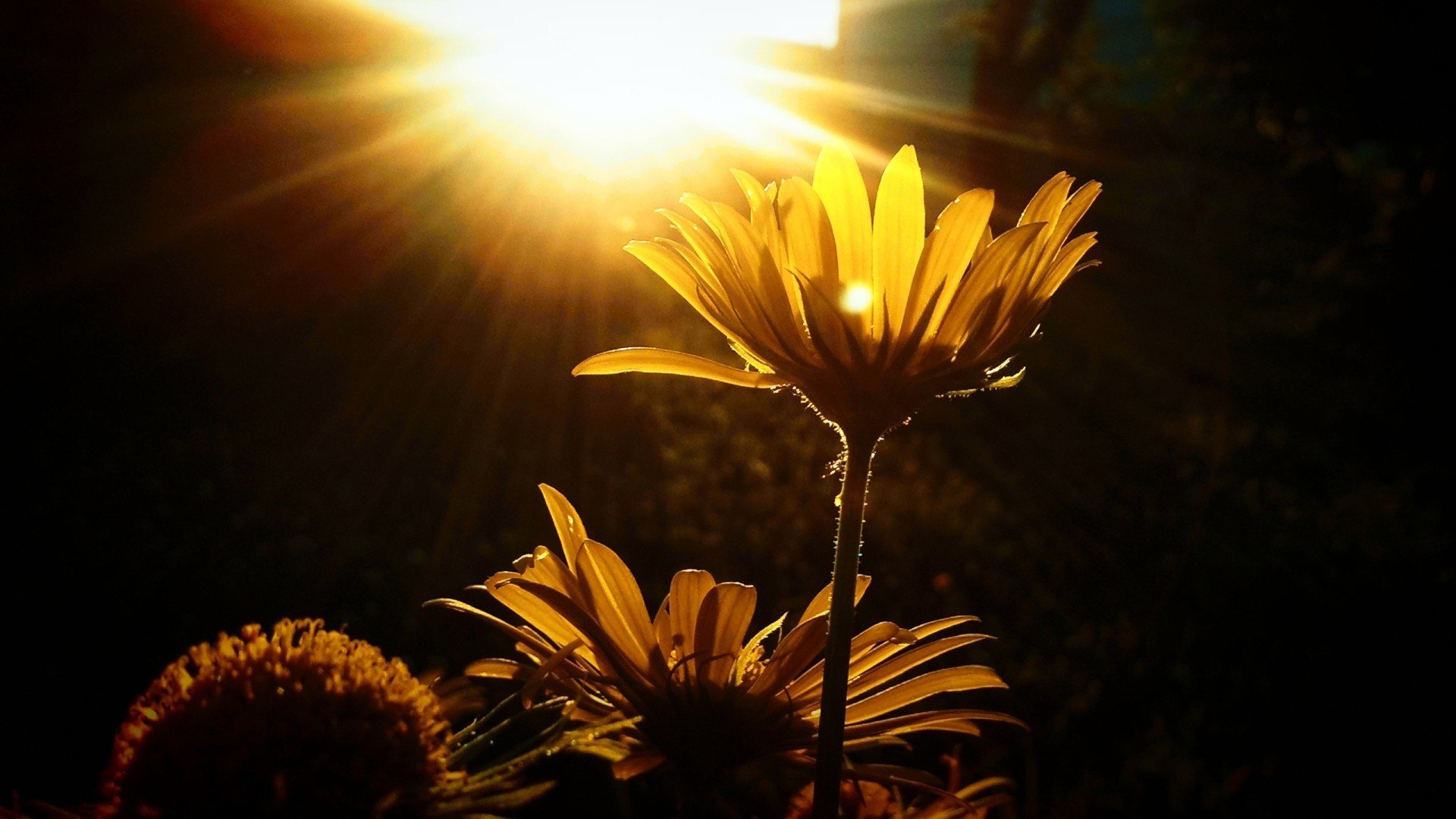 Про луч света. Цветы в лучах солнца. Лучи солнца. Цветы освещенные солнцем. Солнечный цветок.