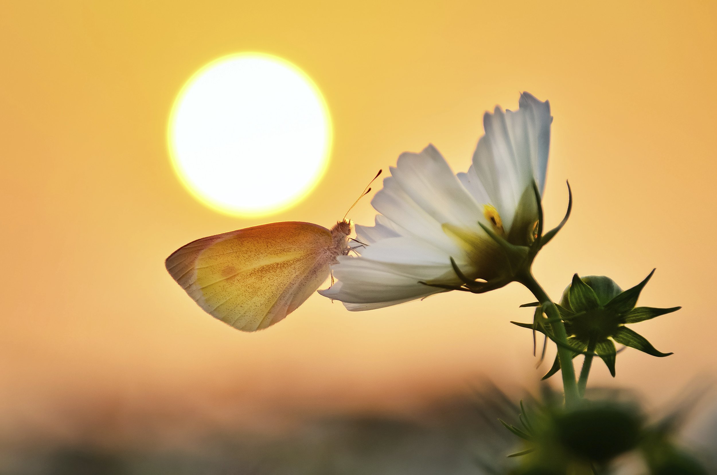 Будет иметь свет жизни. Цветы и солнце. Цветы в лучах солнца. Солнечный цветок. Бабочка в лучах солнца.