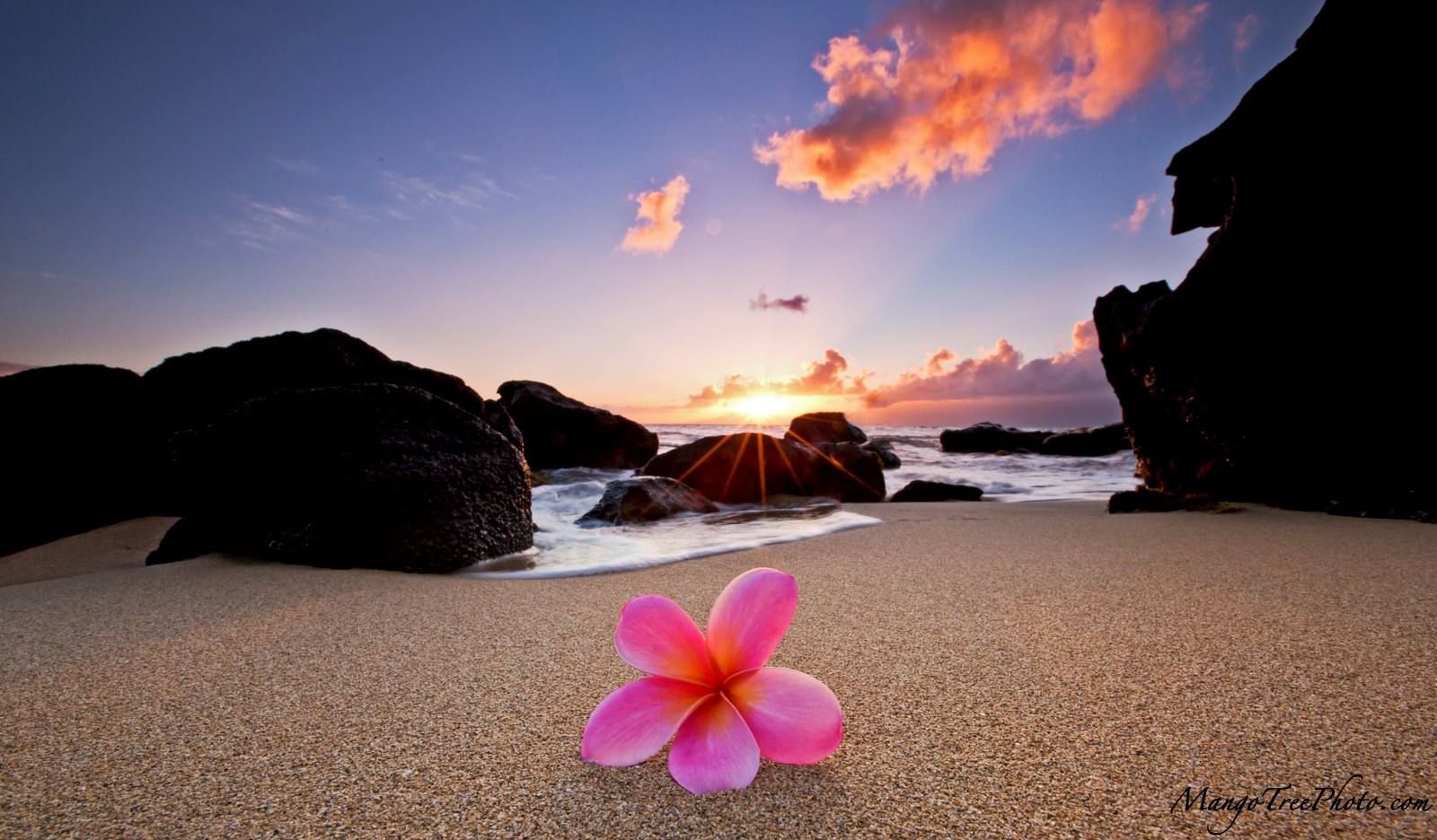 Яркие цветы на море. Плюмерия Гавайи. Цветы на фоне моря. Цветочек на фоне моря. Цветы на пляже.
