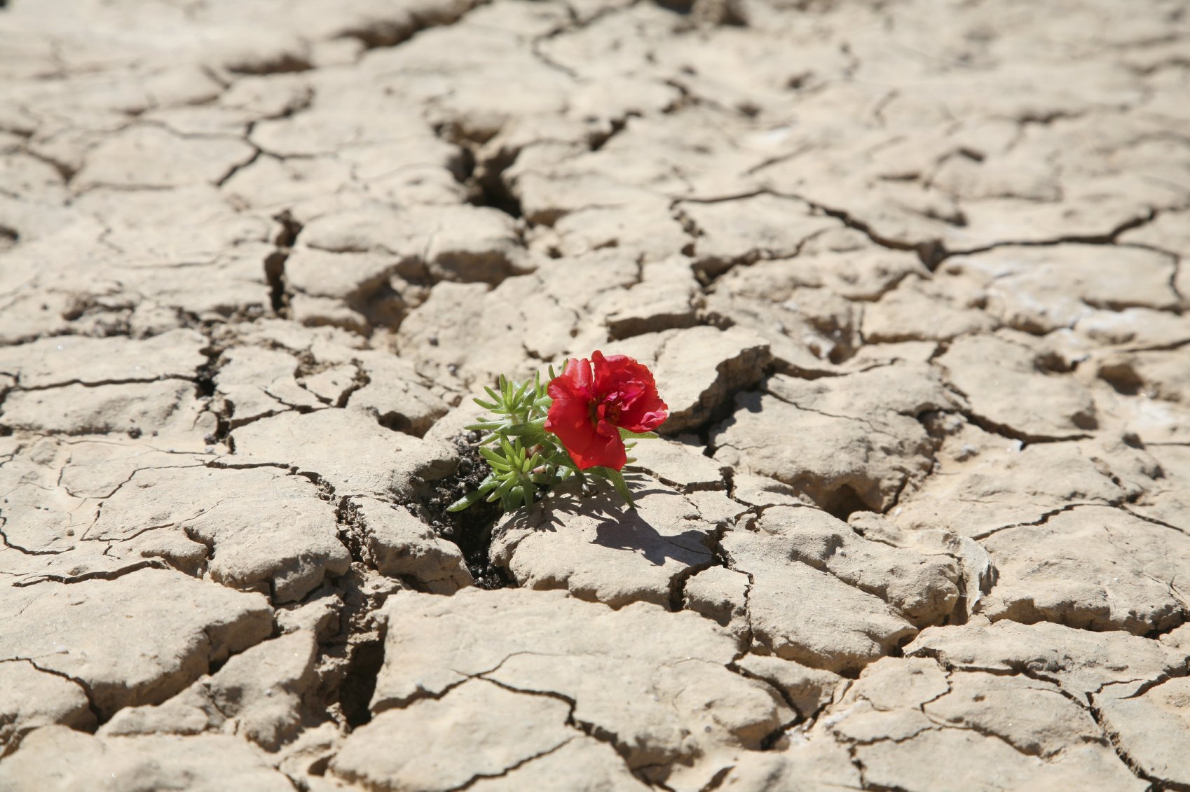 Цветок на земле жанр. Цветок среди камней. Одинокий цветок на скале. Цветок в пустыне. Цветущая пустыня.