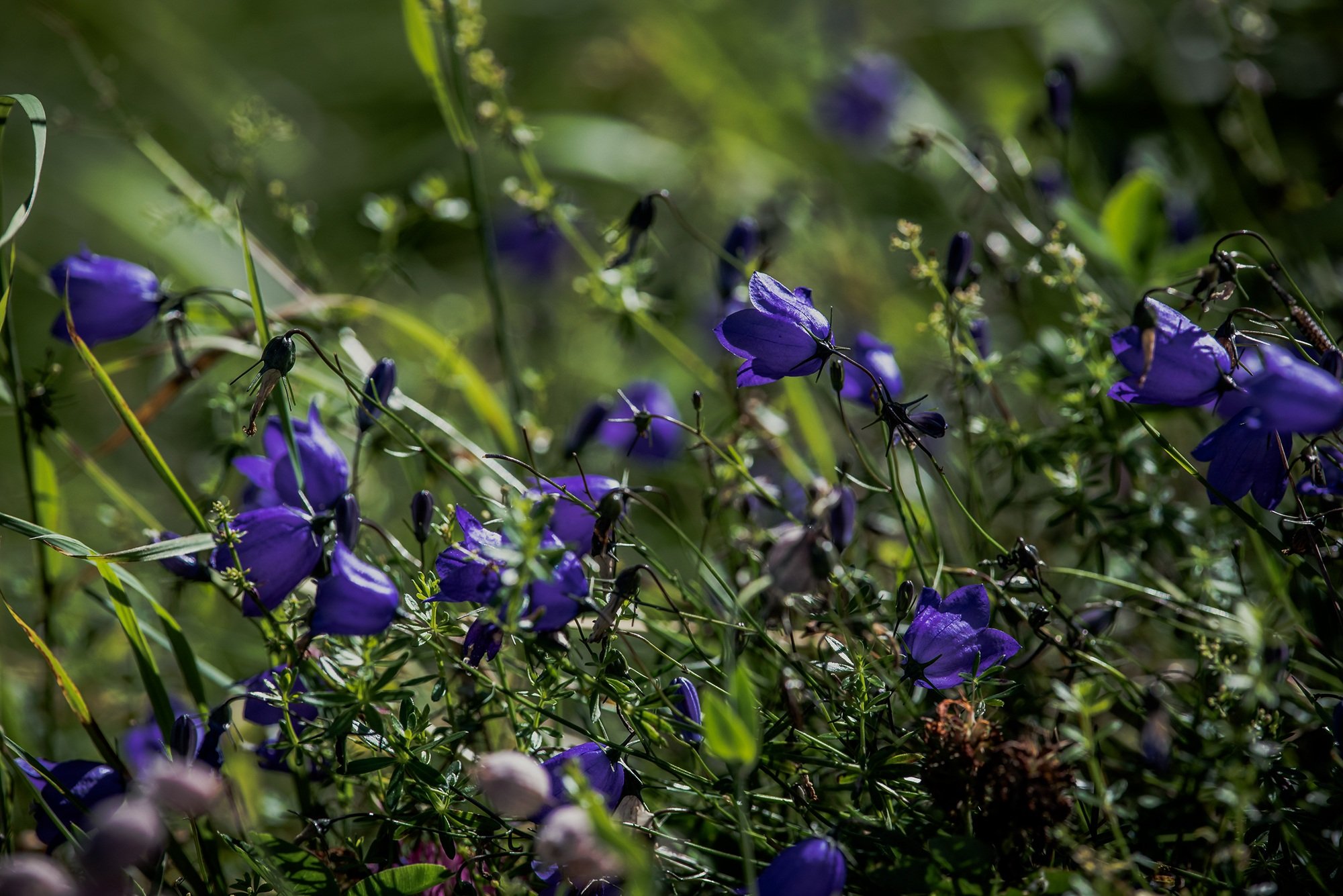 Синий цветок на лугу. Луговой фиолетовый цветок тонколистный чертополох. Колокольчик Ротундифолия. Колокольчик круглолистный. Колокольчик круглолистный Campanula rotundifolia.