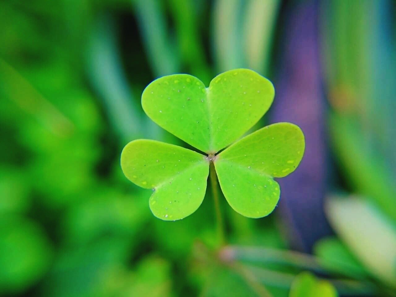 Que significa shamrock
