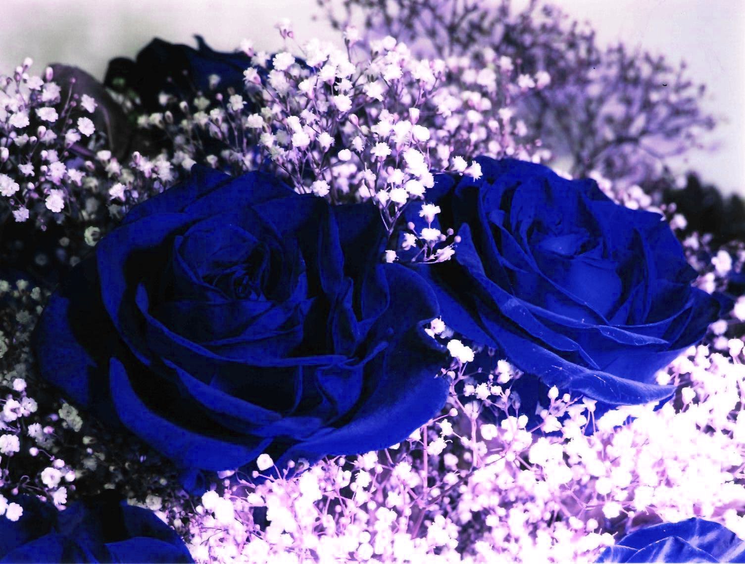 Картинки с двумя цветами. Очень красивые цветы. Сини t цветы. Красивый синий цвет.