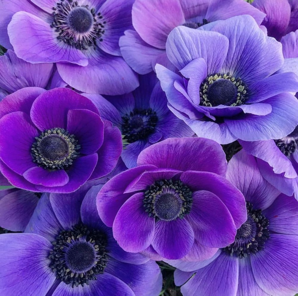 фото красивых фиолетовых цветов