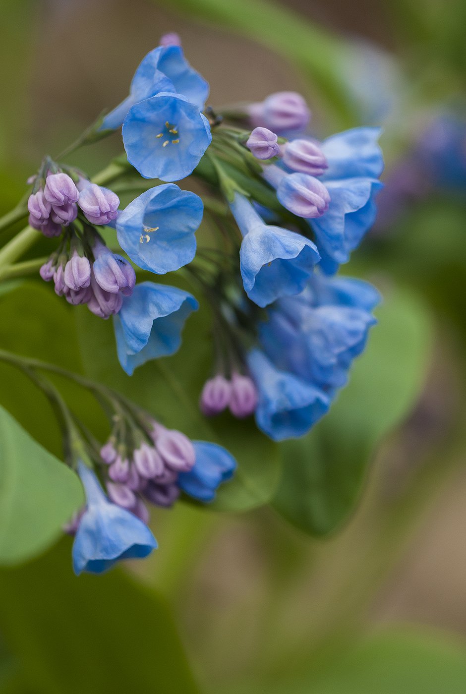 Virginia Bluebells растение