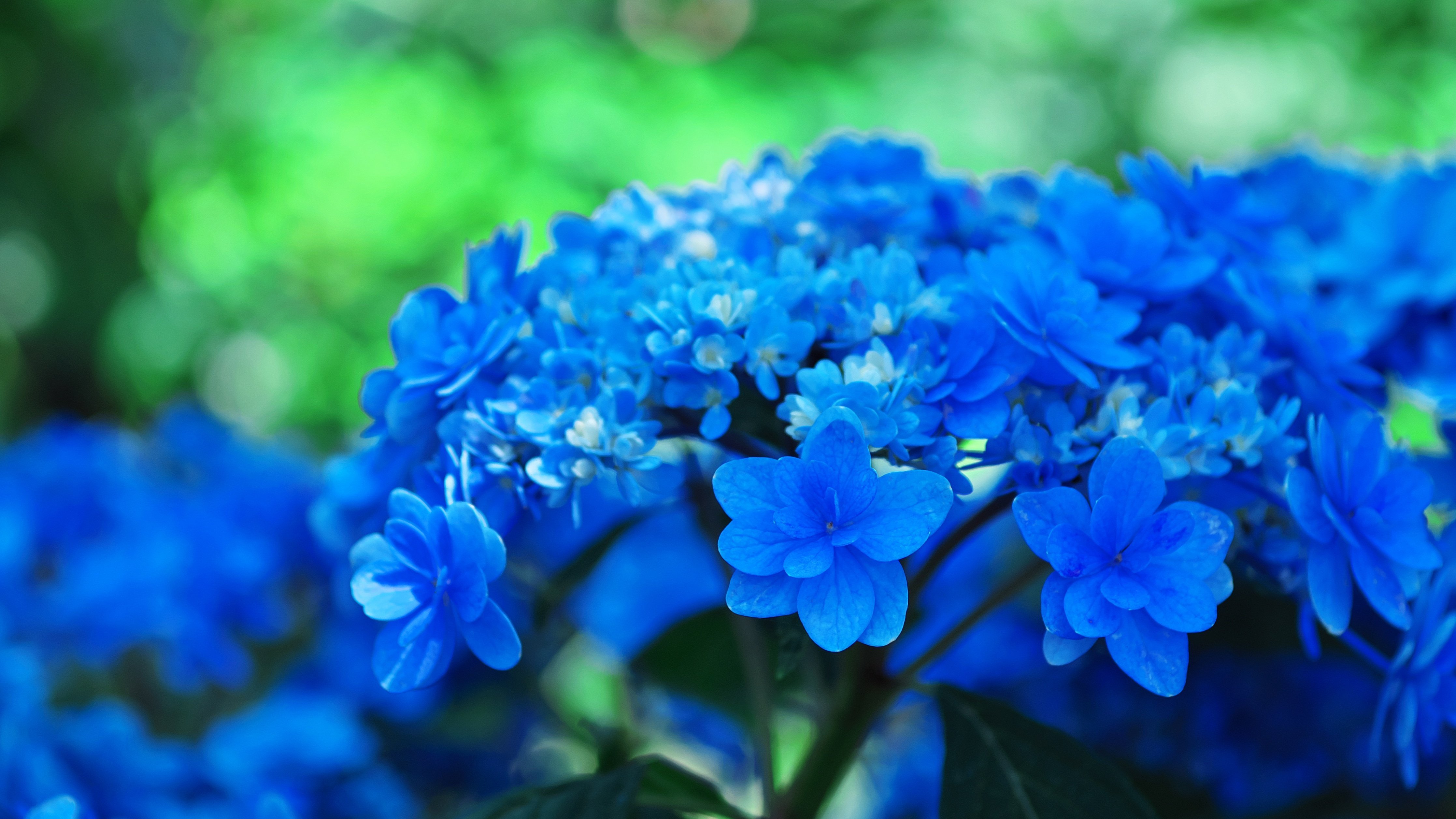 Голубая синь. Синие цветы. Сине зеленые цветы. Синий цвет фото. Картинки голубого цвета.