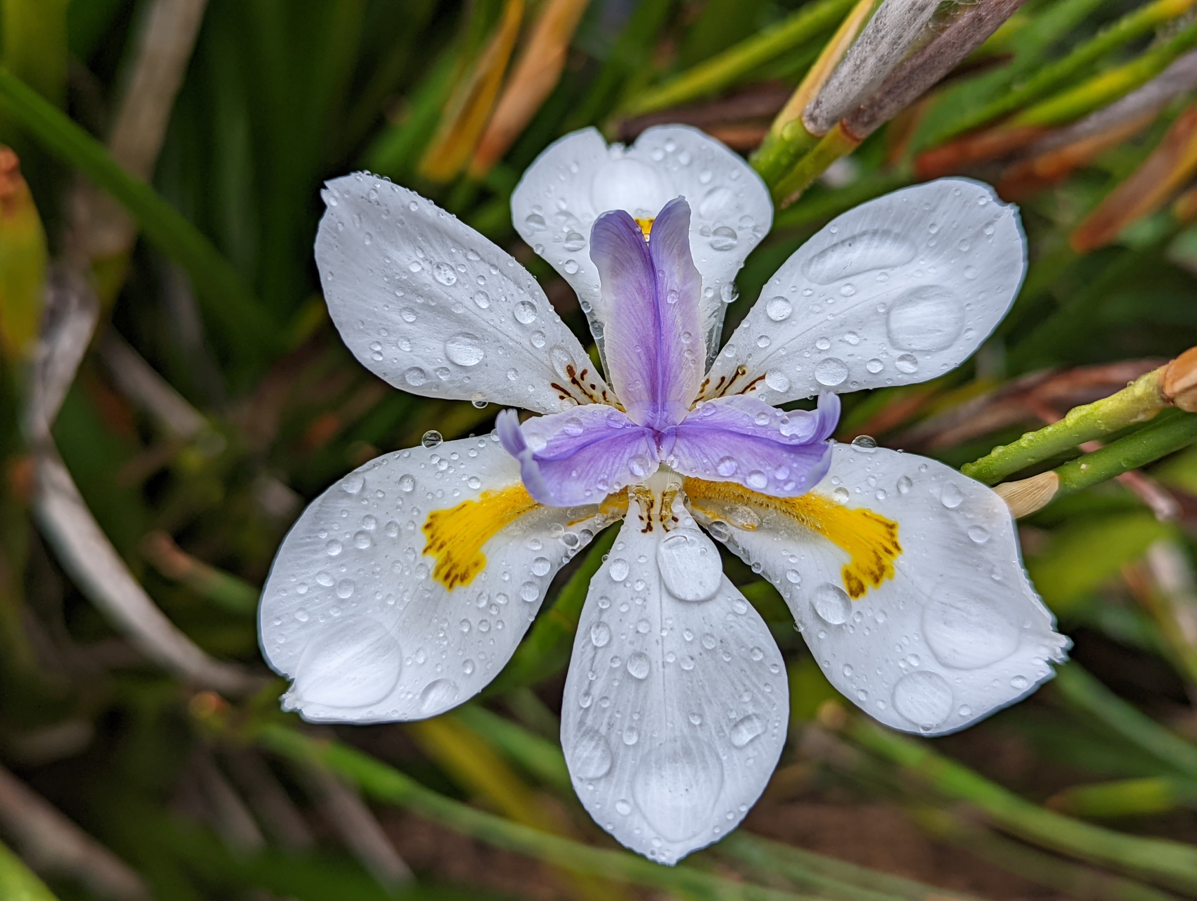 Moraea iridioides Flower Seeds