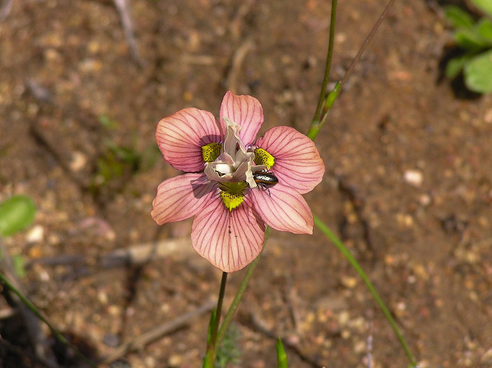 Moraea iridioides Flower Seeds