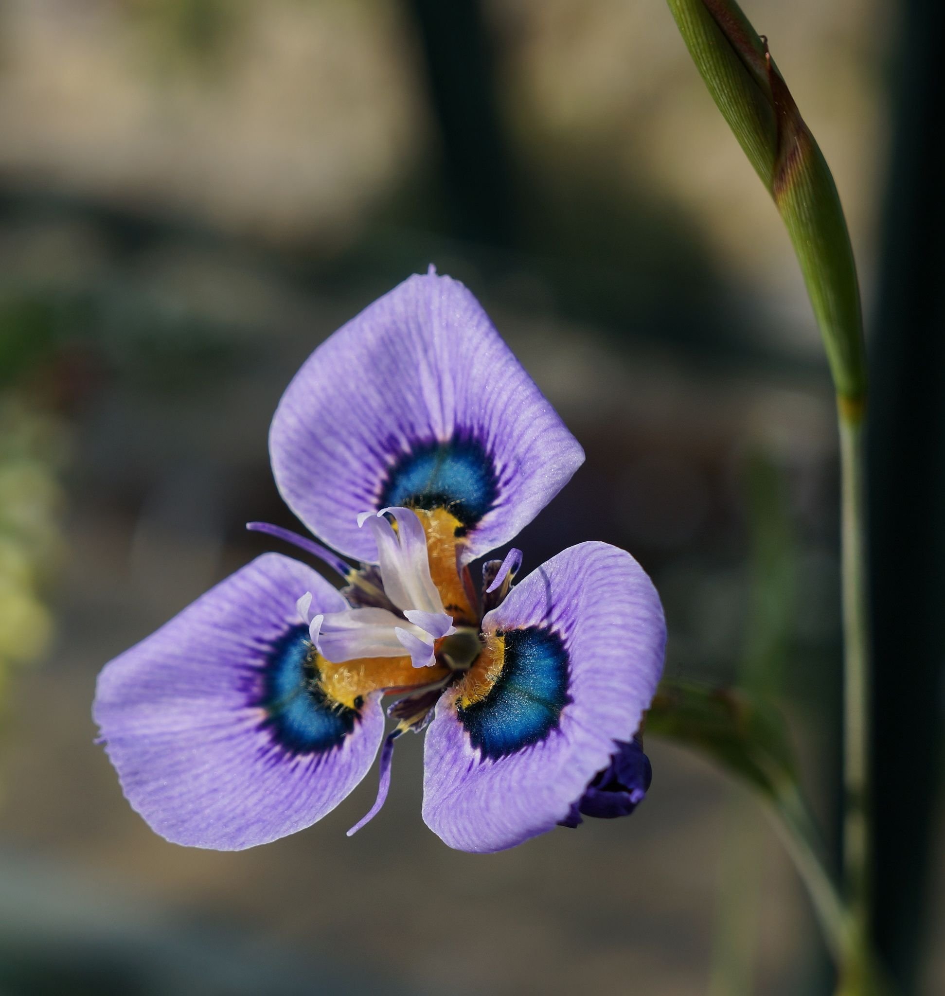 Морея. Ирис Морея. Moraea villosa. Ирисовые — Moraea. Moraea gracilis.