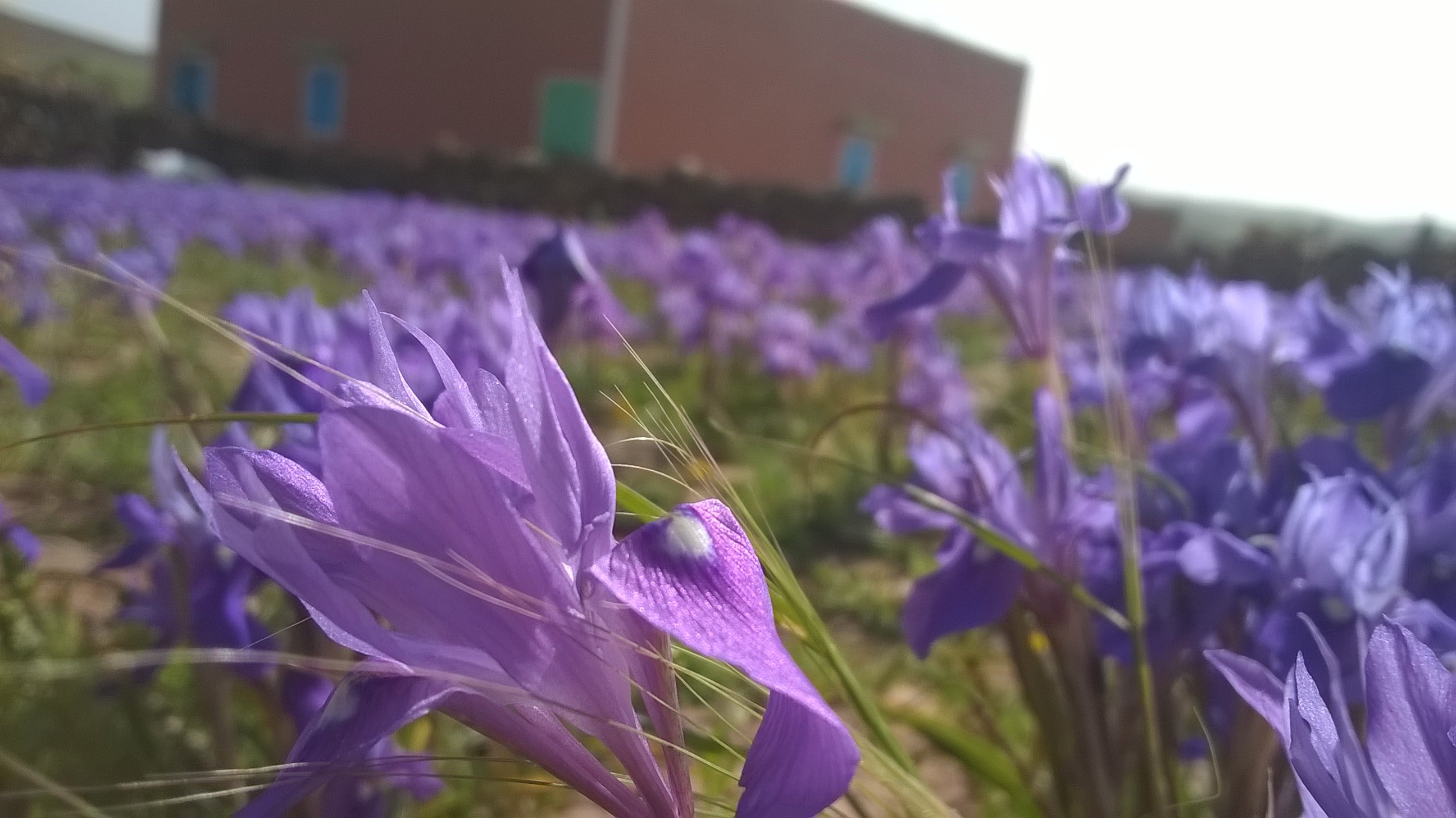 Moraea iridioides Flower Seeds