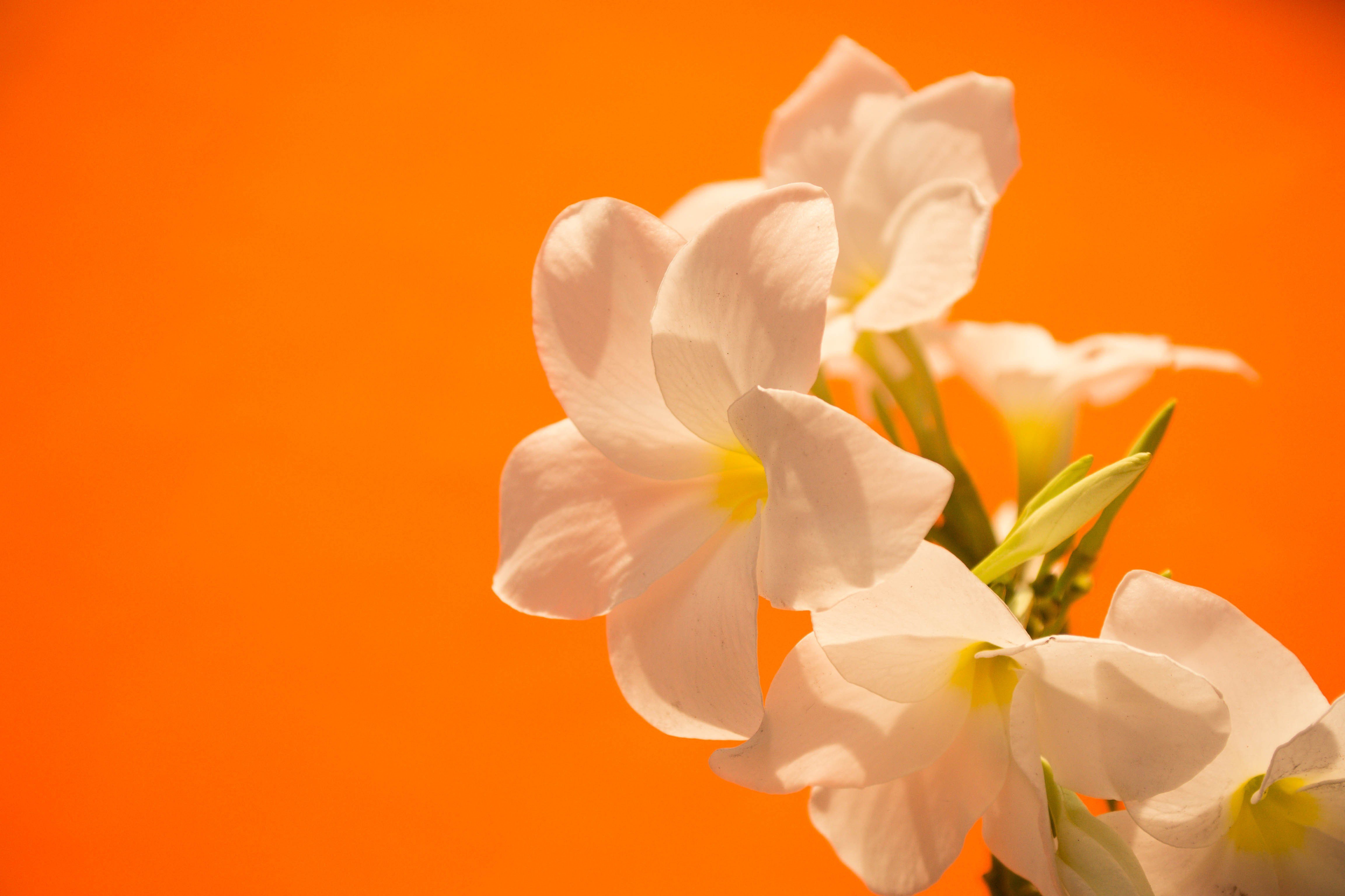 White orange. Бело оранжевые цветы. Цветы на оранжевом фоне. Нежно оранжевые цветы. Оранжевый фон с цветами.