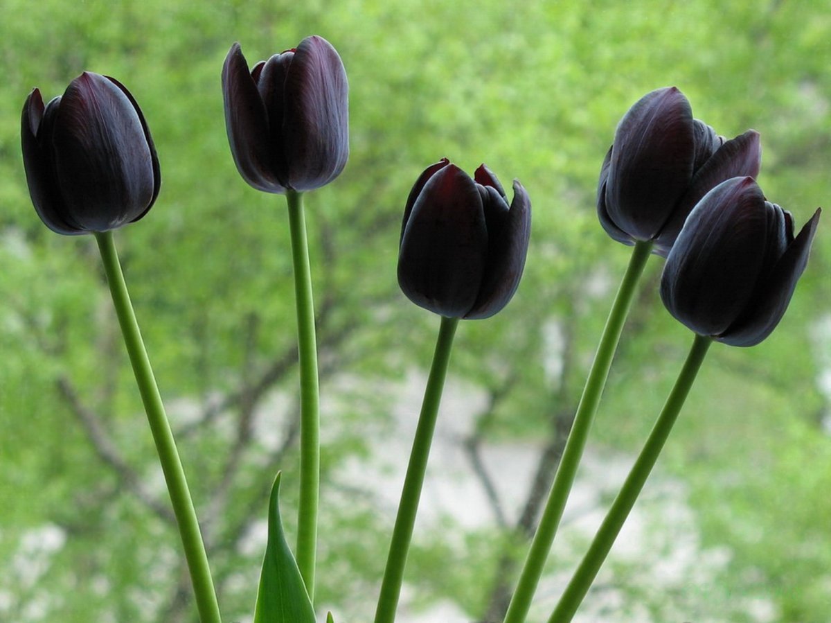 Цвет черный тюльпан. Тюльпан пол Ширер. Тюльпан блэкджек. Тюльпан Анцилла. Черные тюльпаны Абхазия.