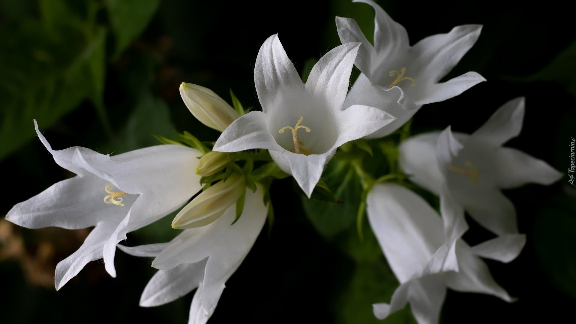 Белые колокольчики фото. Campanula lactiflora 'Alba'. Колокольчик молочноцветковый (Campanula lactiflora). Campanula pseudorainerii.