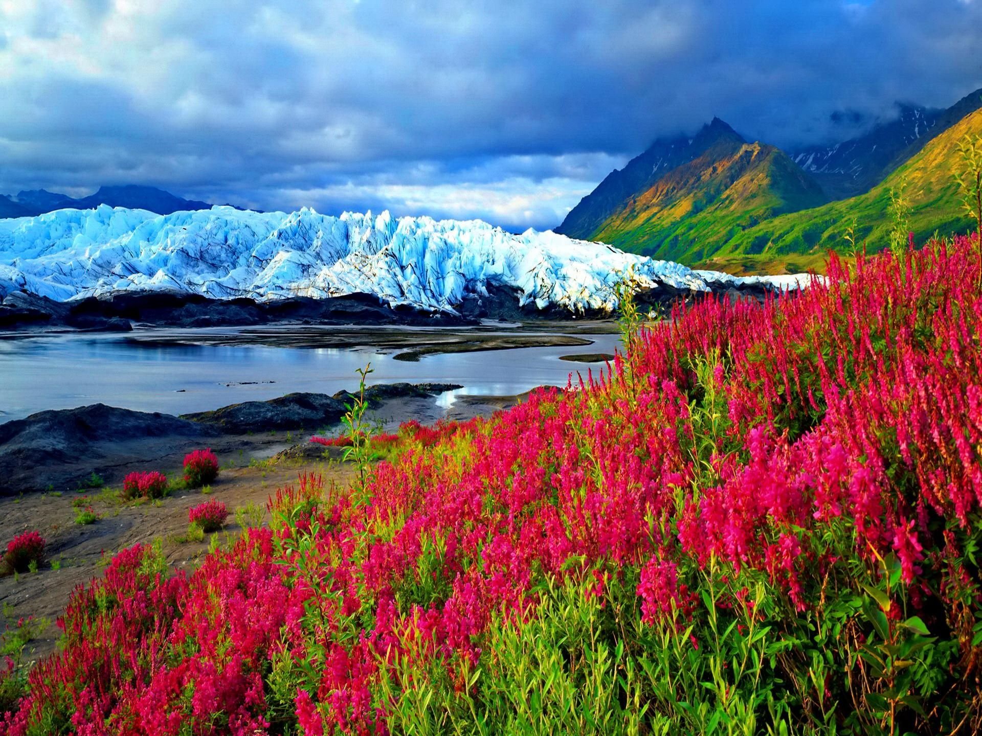 Цветы норвегии. Альпийские Луга новая Зеландия. Канада Альпийские озера Луга. Альпийские Луга новая Зеландия яркие. Альпийские Луга Норвегии география.