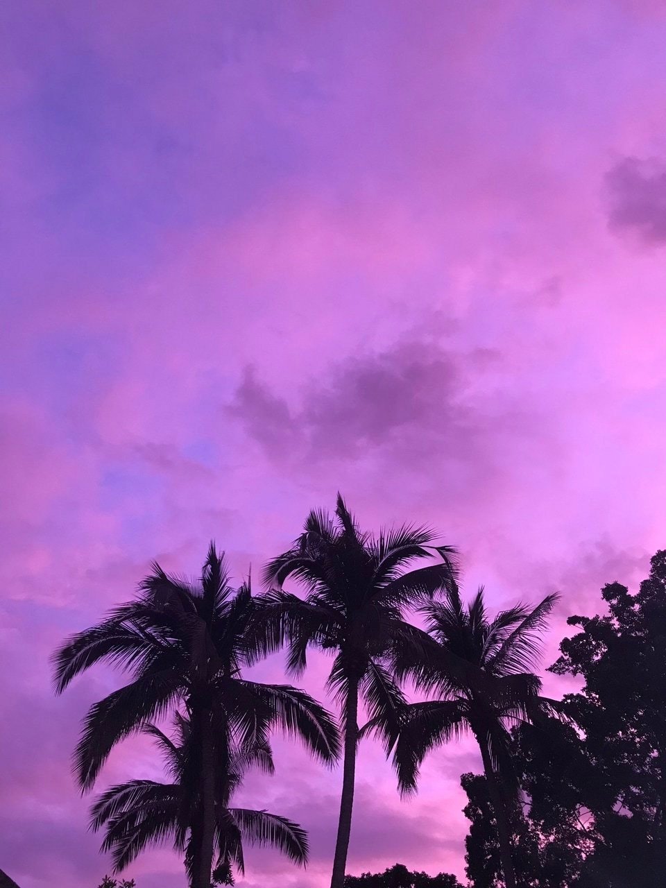 Фиолетовые пальмы (56 фото)