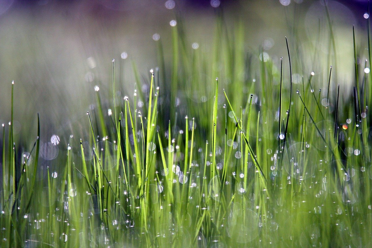 Роса на траве вечером. Роса на траве. Мокрая трава. Трава в каплях дождя. Утро роса.