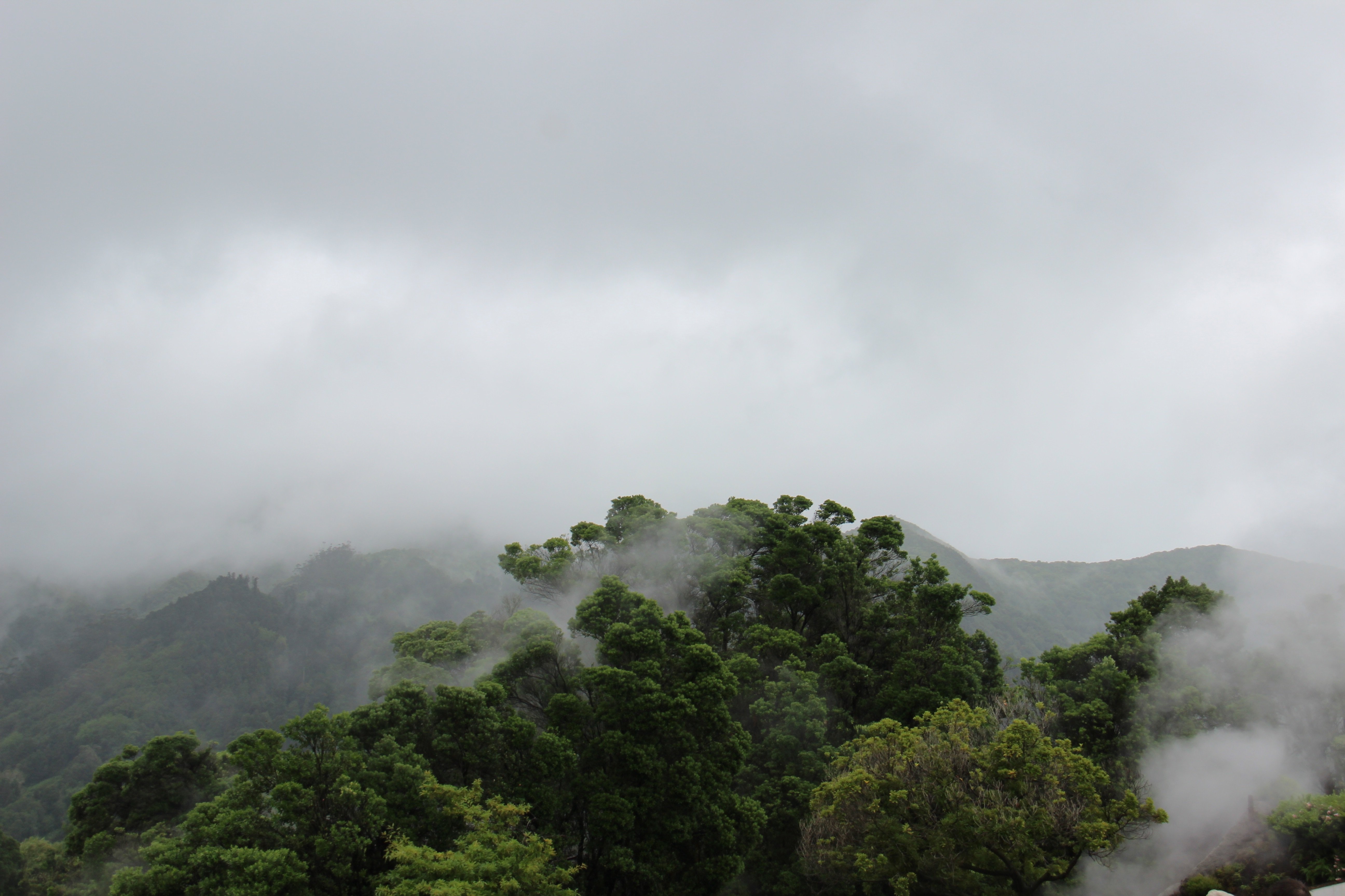 Влажный холм. Тропический лес. Горные тропические леса. Туманные тропические леса. Тропические горы в тумане.