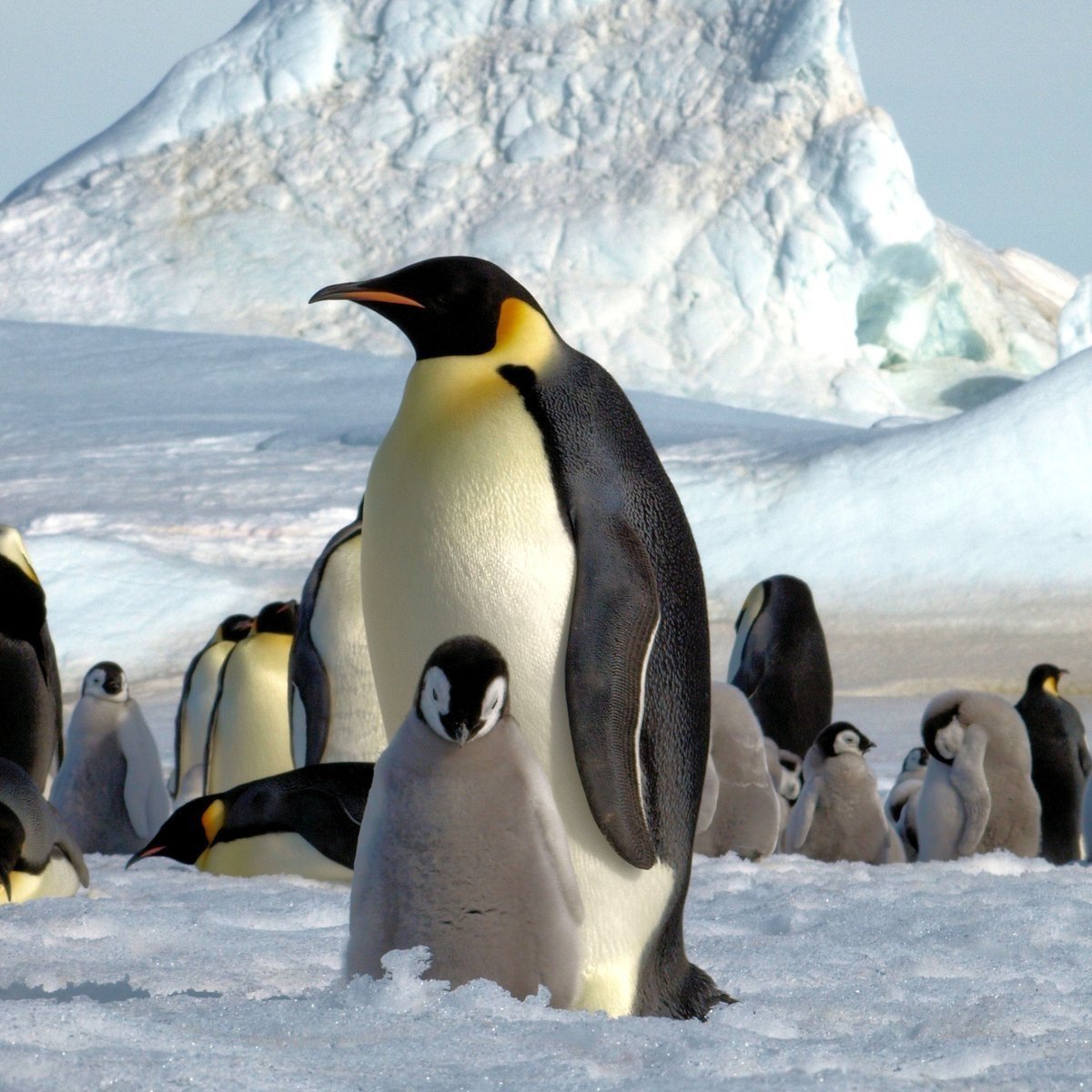 Где живет императорский пингвин. Императорский Пингвин в Антарктиде. Антарктический Императорский Пингвин. Антарктида материк пингвины. Императорский Пингвин Aptenodytes forsteri.