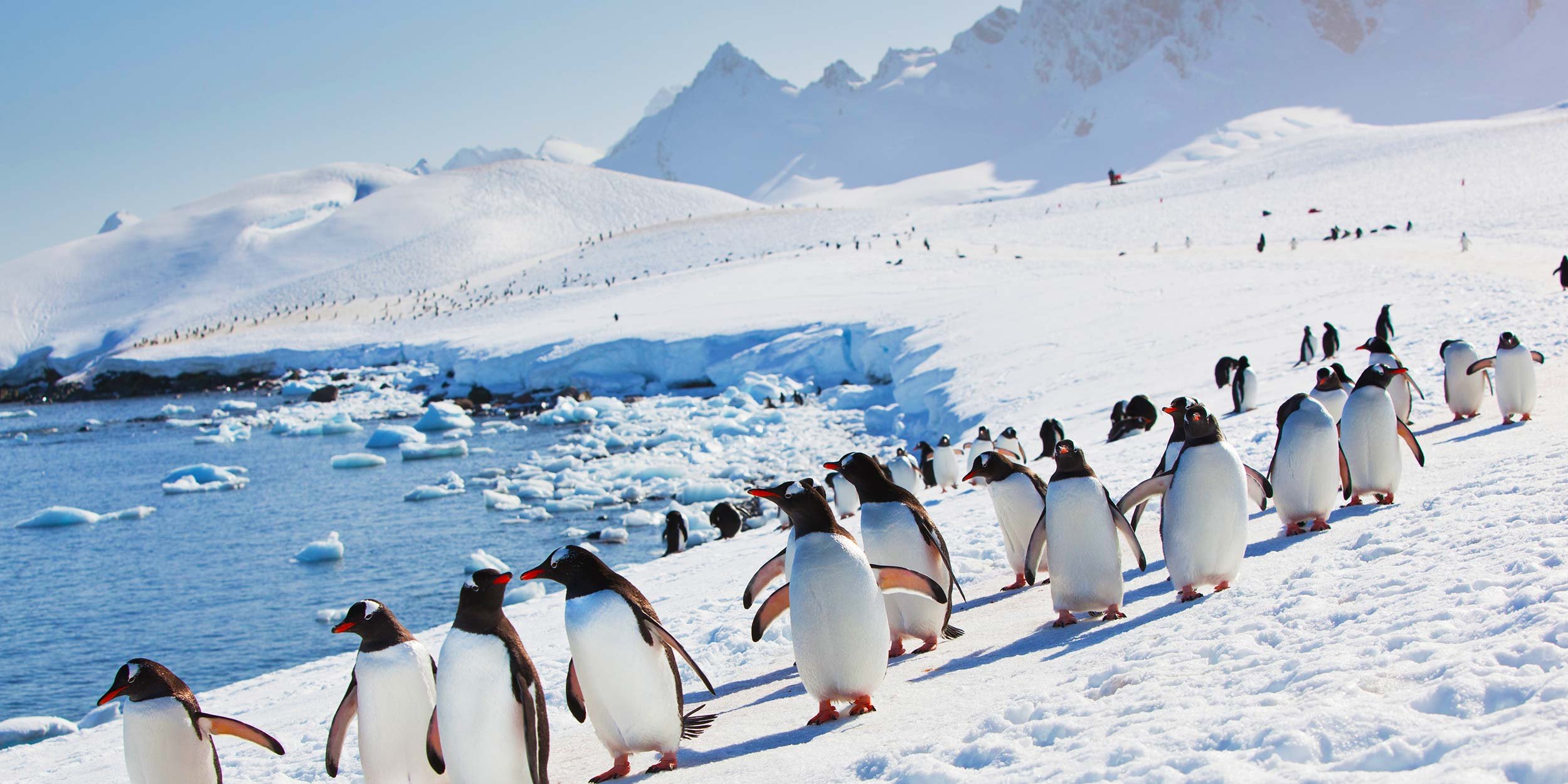 Пингвин воркута. Пенгуин Антарктида. Антарктида пингвины Адели. Полярный Пингвин. Пингвины в Антарктиде.