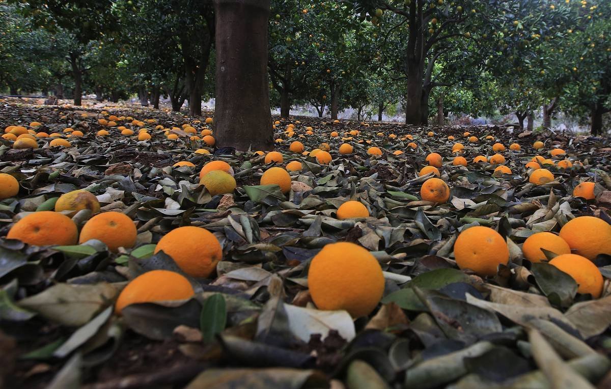 Урожайность апельсинов. Абхазия Мандариновая роща. Мандариновые деревья Валенсия. Апельсиновая роща в Кемере. Плантации апельсинов в Испании.