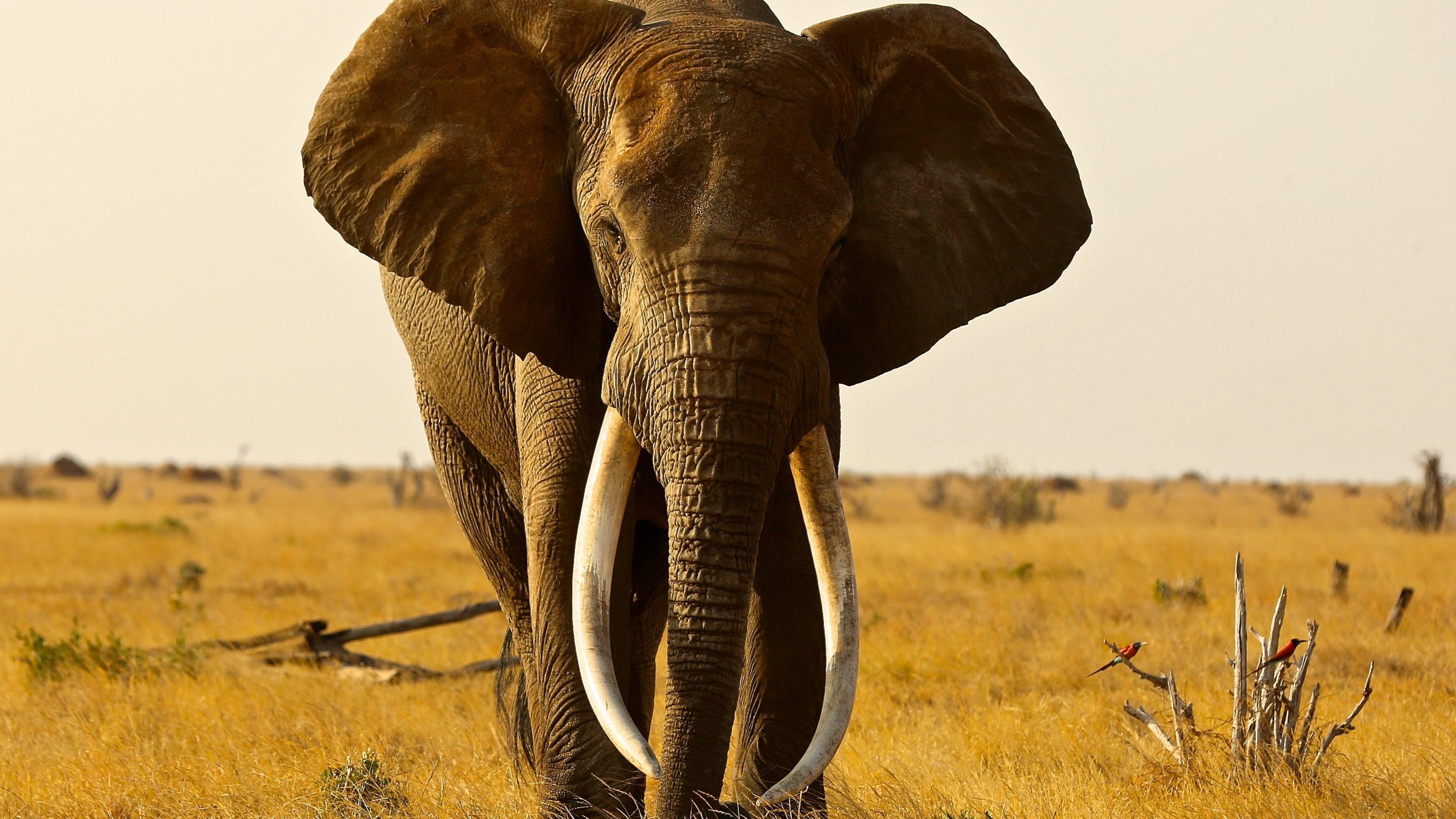 Huge elephant. Слоны в природе. Слоны в пустыне. Слон фото. Саванновый Африканский слон.