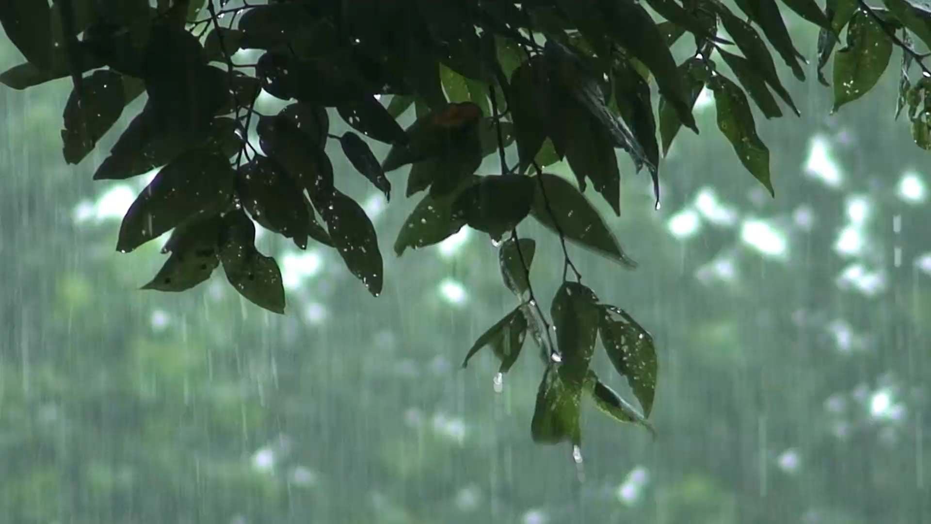 Дождь живая природа. Дождь. Анимированный дождь. Дождь gif. Ливень анимация.