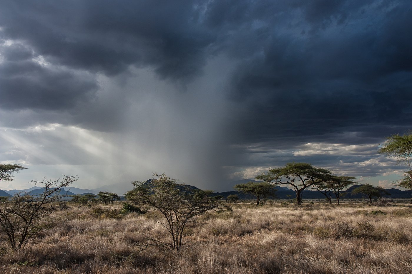 Savanah storm. Климат саванны в Африке. Климат африканской саванны. Редколесья в Танзании.