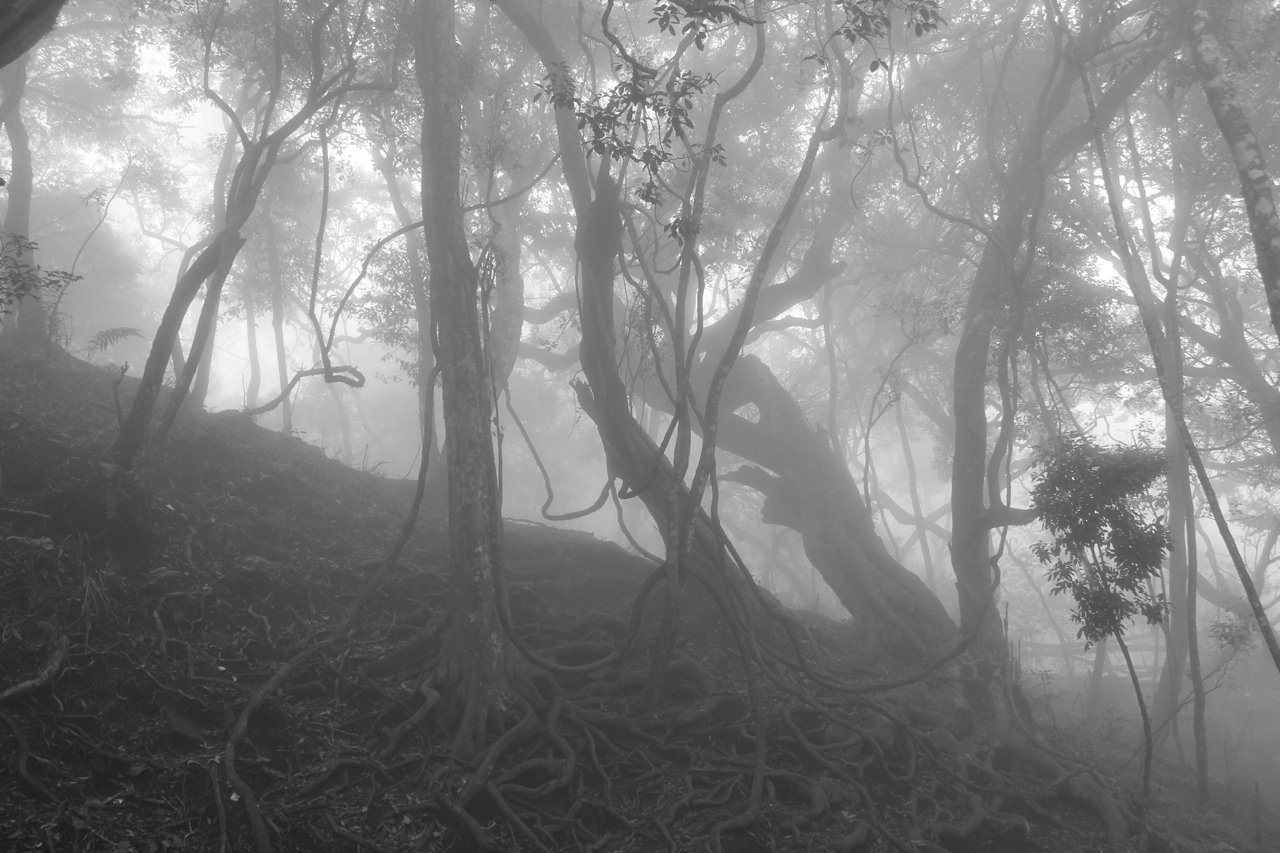 Страшный лес. Мрачный лес в тумане. Страшный лес в тумане. Страшный туманный лес. Загадочные туманы
