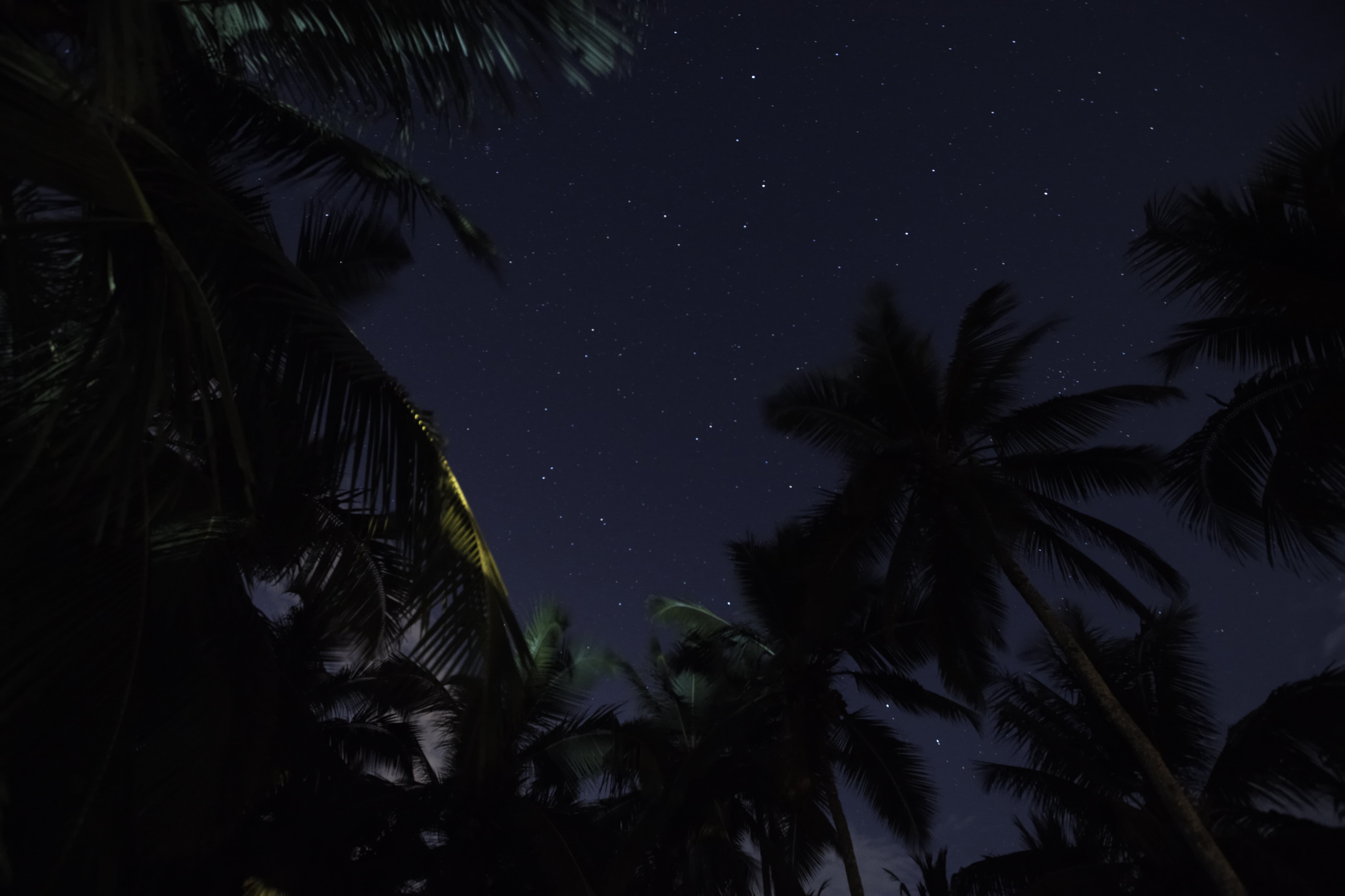 Джунгли вечером в среду. Джунгли ночью. Тропический лес ночью. Остров ночью. Тропики ночь.