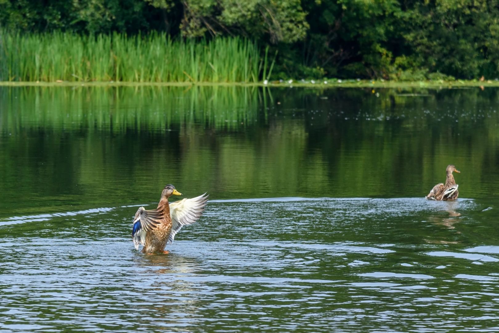 Озеро дикая утка. Озеро утка Рубцовск. Дикие утки на озере. Озеро с утками. Уточки на озере.