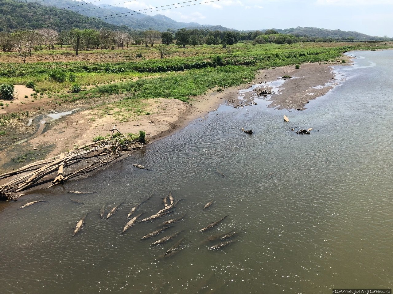 Неведомая река. Река Тарколес Коста Рика. Река Тарколес Коста Рика крокодилы. Лимпопо крокодиловая река. Река Лимпопо кишит крокодилами.