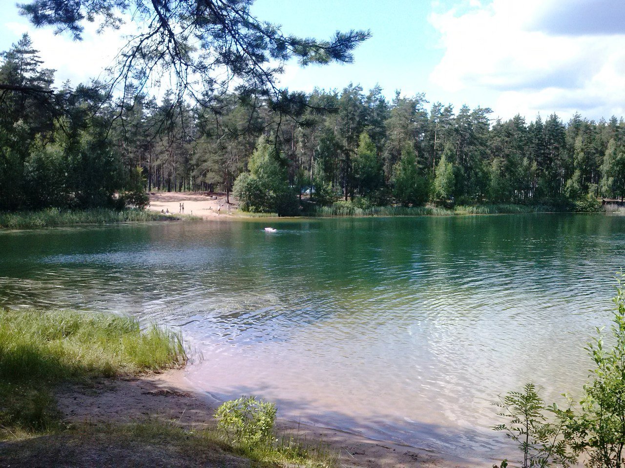 Луговых озерах. Озеро зеленое Лужский район. Шалово зеленое озеро. Шалово зеленое озеро Лужский. Озеро Омчино Лужский район.