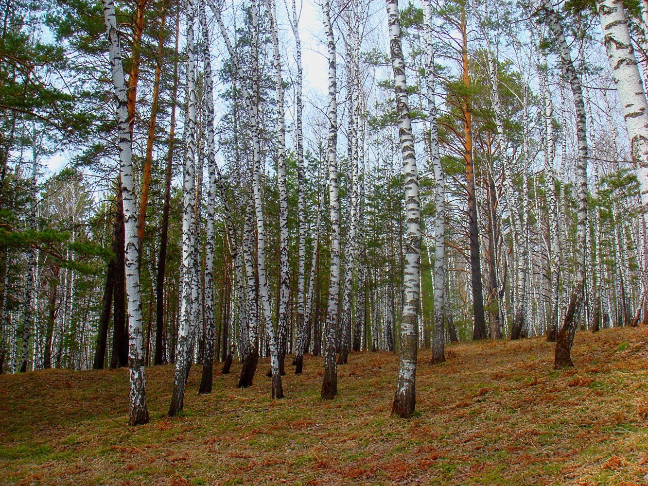 Красноярский лесной. Лес Железногорск Красноярский край. Природа Назарово. Бор Назарово Красноярский край. Сосновый Бор Железногорск Красноярский край.