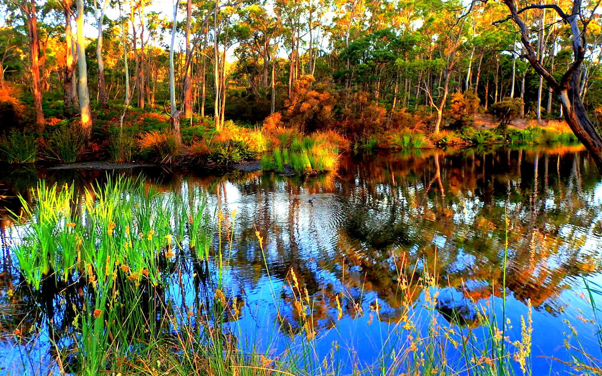 Болото в лесу видео. Ф Васильев болото в лесу. Болотистые леса Румыния. Красивые болота. Сказочное болото.