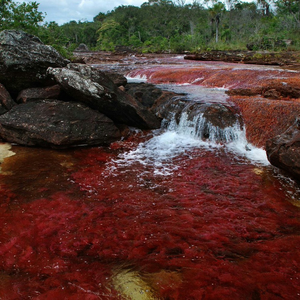 Течение реки красная. Река Каньо-Кристалес Колумбия. Река Бецибука Мадагаскар. Река Каньо-Кристалес Колумбия фото. Красная река.