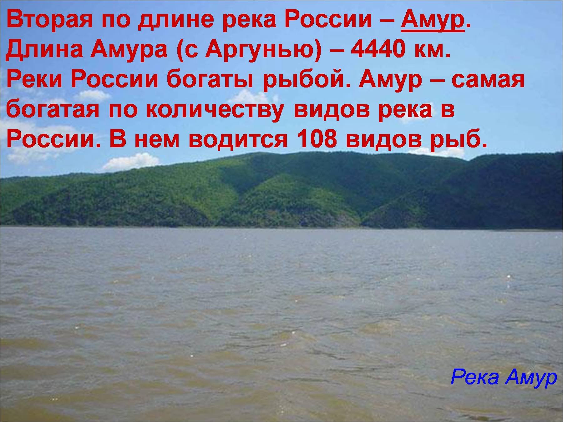 Река амур кратко. Реки России Амур. Амур с Аргунью. Река Амур с Аргунью. Река Амур презентация.
