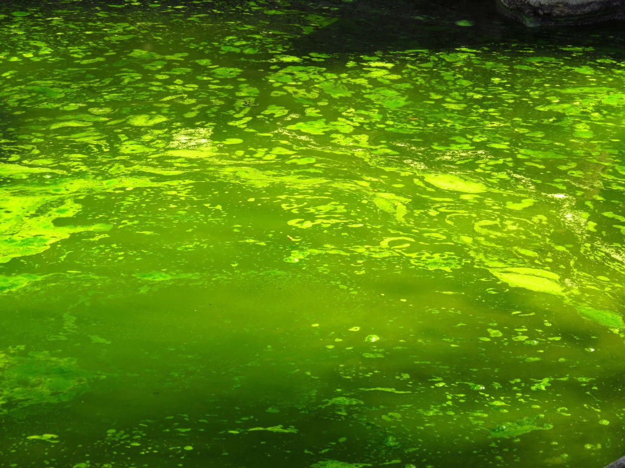 Прозрачная зеленая вода. Зеленая вода Санг. Зелёный. Воды зеленого цвета. Вода Зелена красивая.
