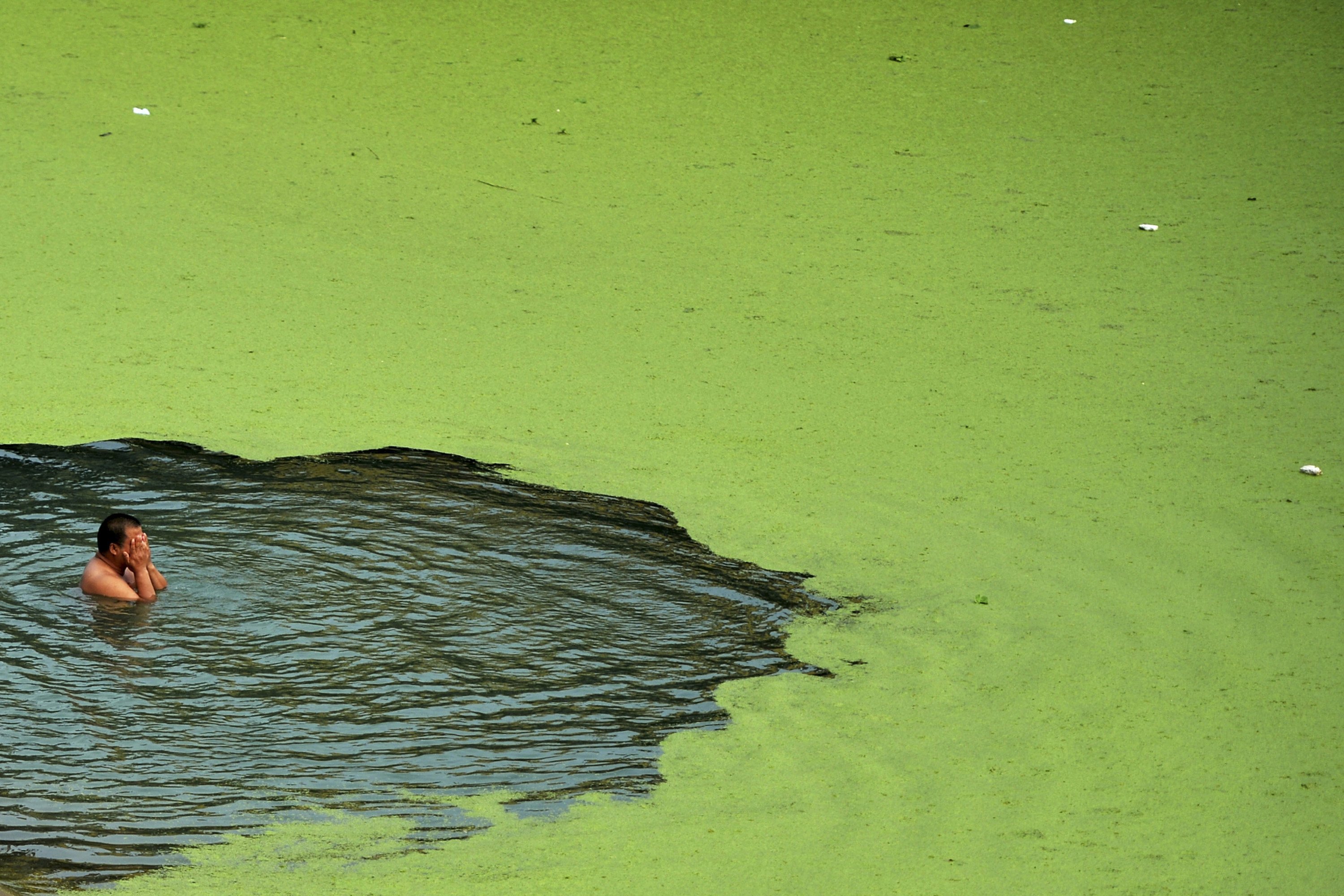 Зеленые воды что делать. Грязная вода зеленая. Водоросли в речке.