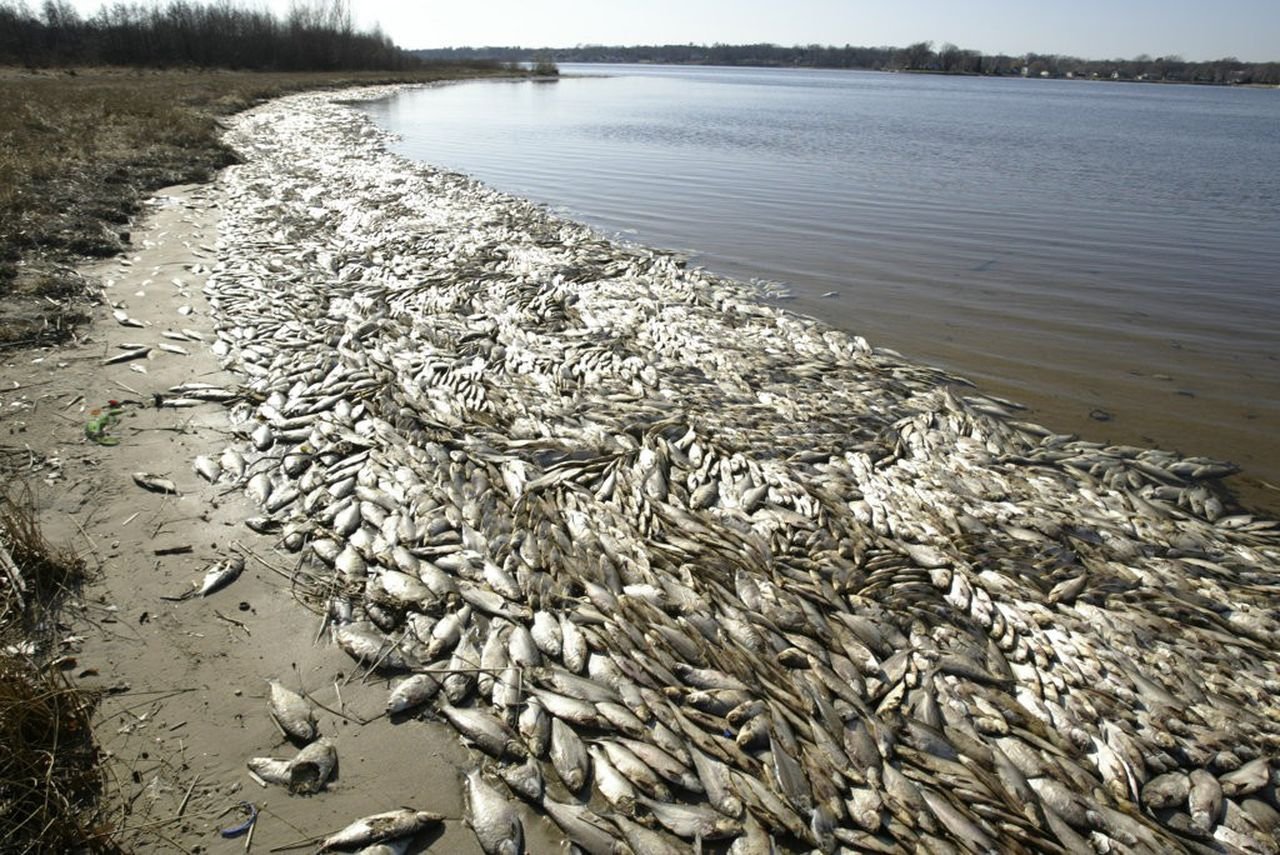 Экологические проблемы рыболовства. Аршань-Зельменский водохранилище. Аральское море гибель рыбы. Река Рейн загрязнение. Аральское море рыбалка.