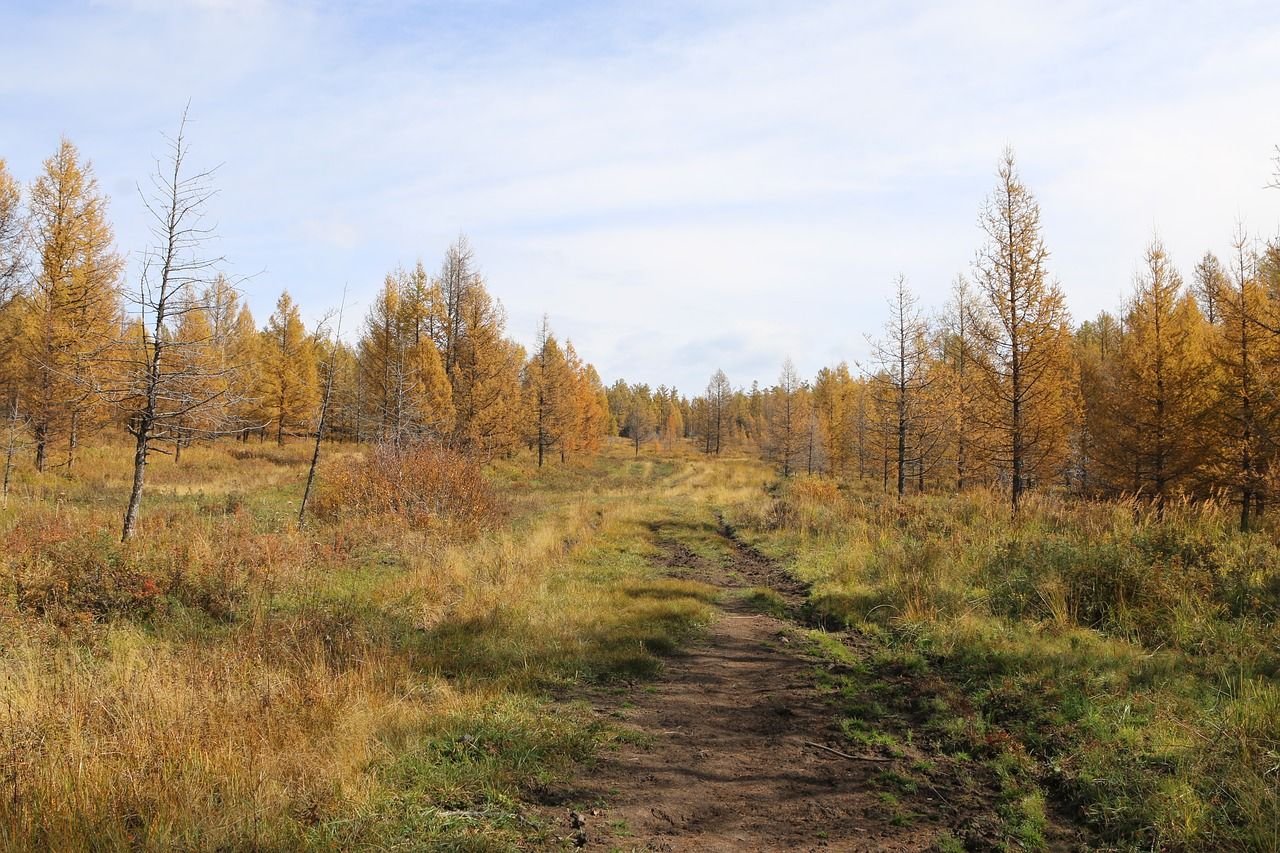 Лес и степь тургенев. Тургенева лес и степь. Лесостепь Тургенев. Иван Тургенев лес и степь. Степной лес.