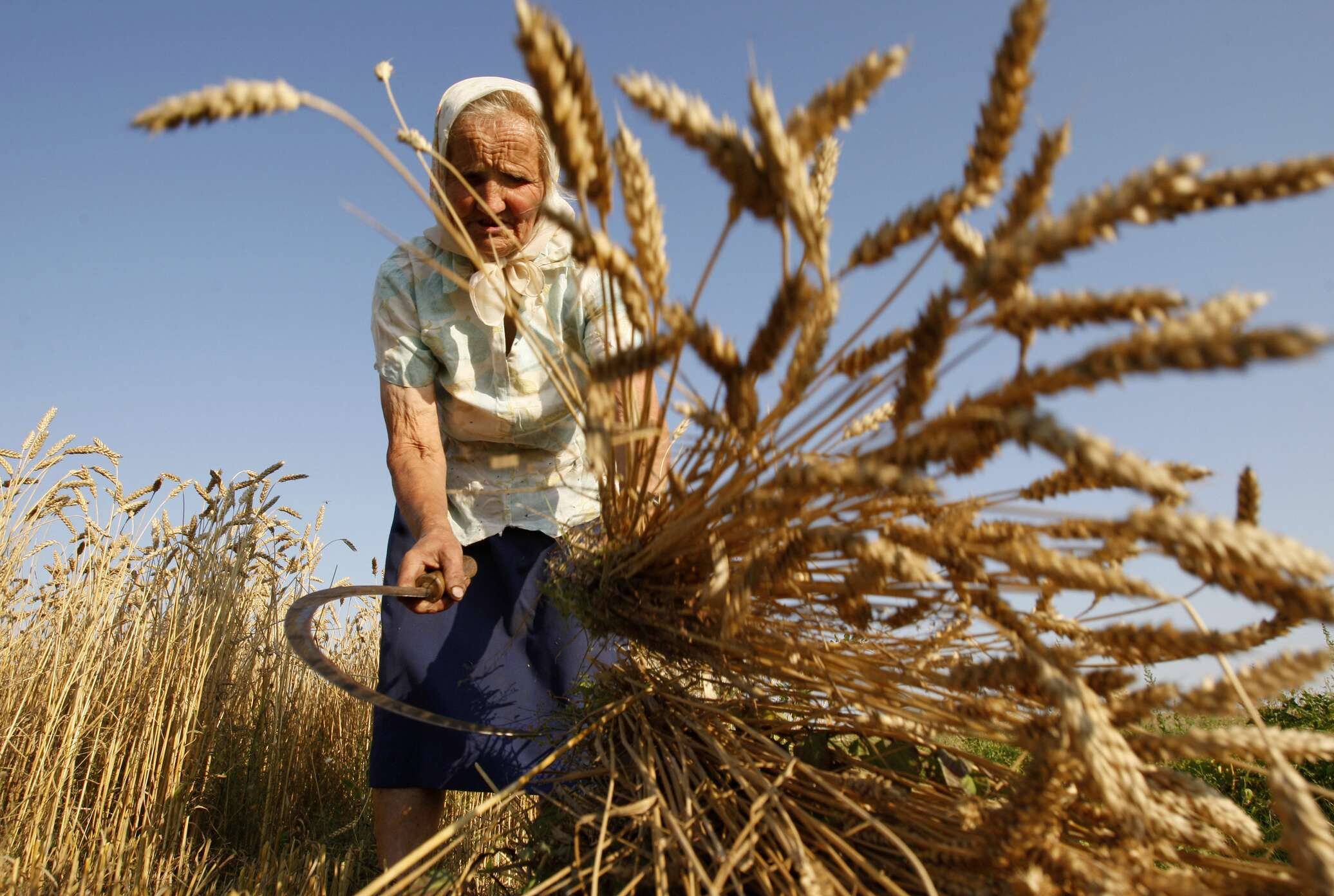 Энергия урожая. Труженики сельского хозяйства. Девушка в поле с серпом. Пшеница косят. Уборка хлеба серпом.