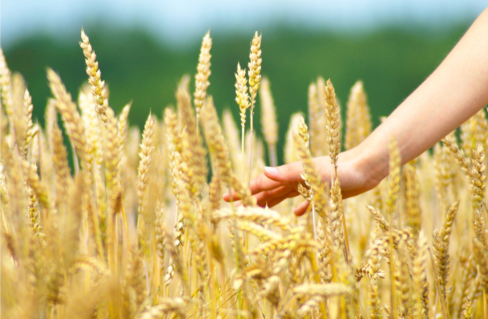 Зерно сеют или сеят как правильно. Посев пшеницы. Пшеница в руках. Пшеница посевная. Пшеница и человек.