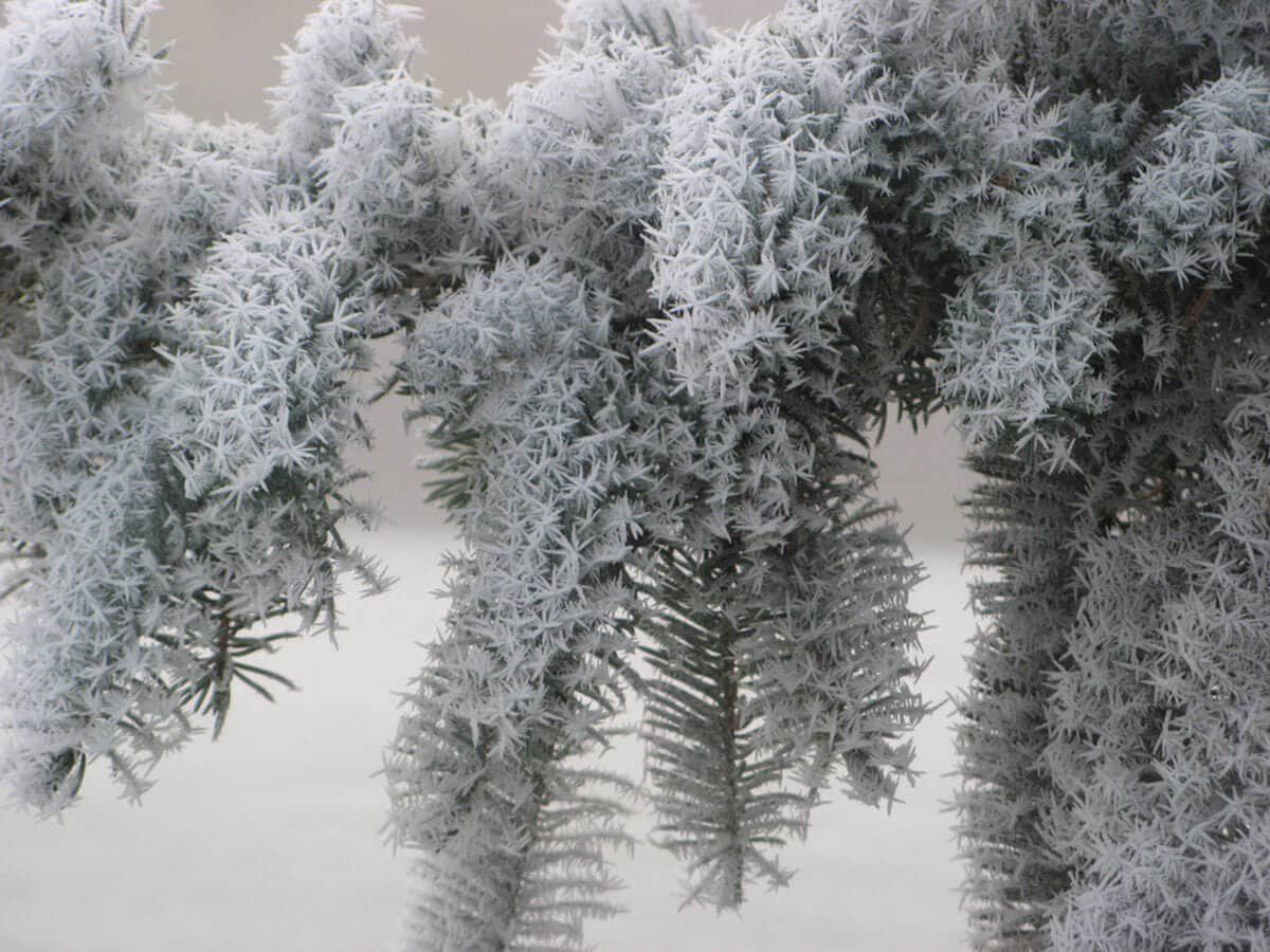 Холодный колючий зимний. Чудеса зимней природы. Зимнее чудо. Иней на деревьях. Чудеса зимы.