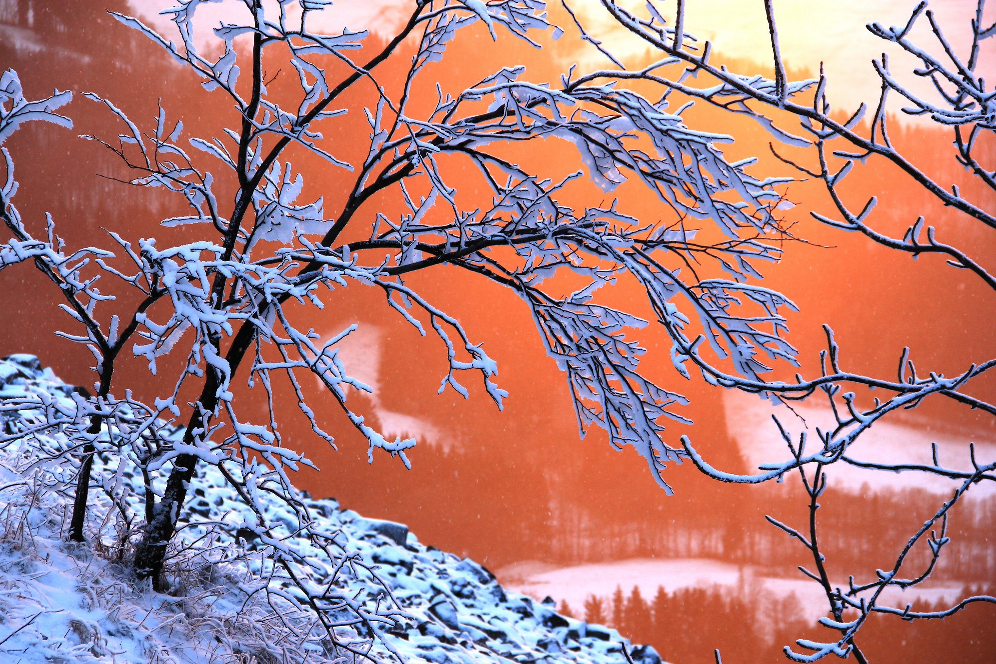 Звуки природы зимой. Деревья в снегу. Зимнее дерево. Иней на ветках деревьев. Зимний пейзаж ветки.