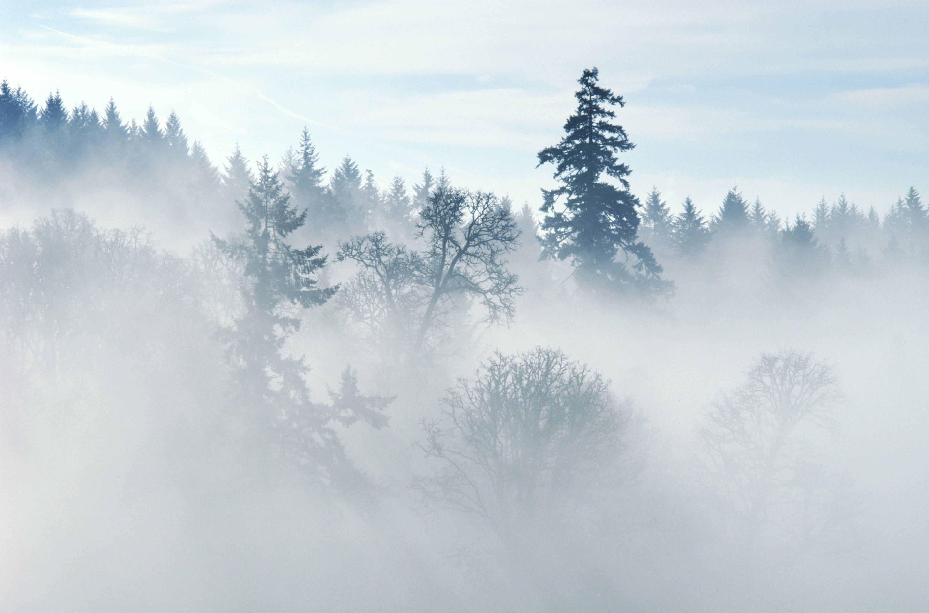 Снежная пелена. Туман. Туманный лес. Туман для детей. Туман картинки.