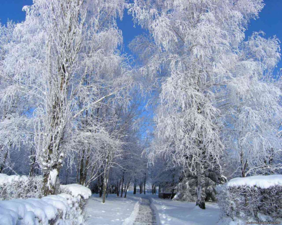 Просто зимний день. Красивая зима. Зимний пейзаж. Зимний день. Зимний лес в инее.
